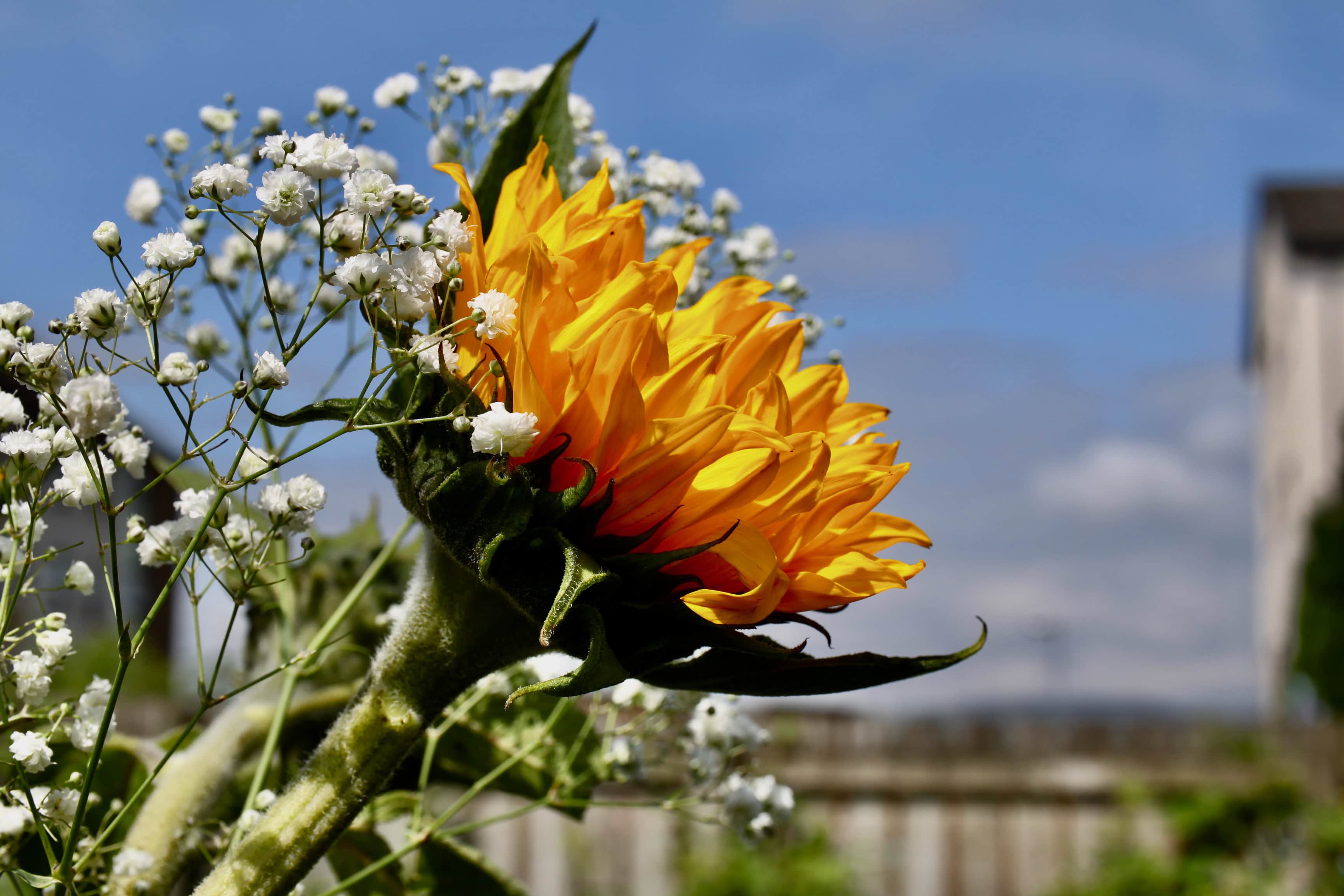Sunflower