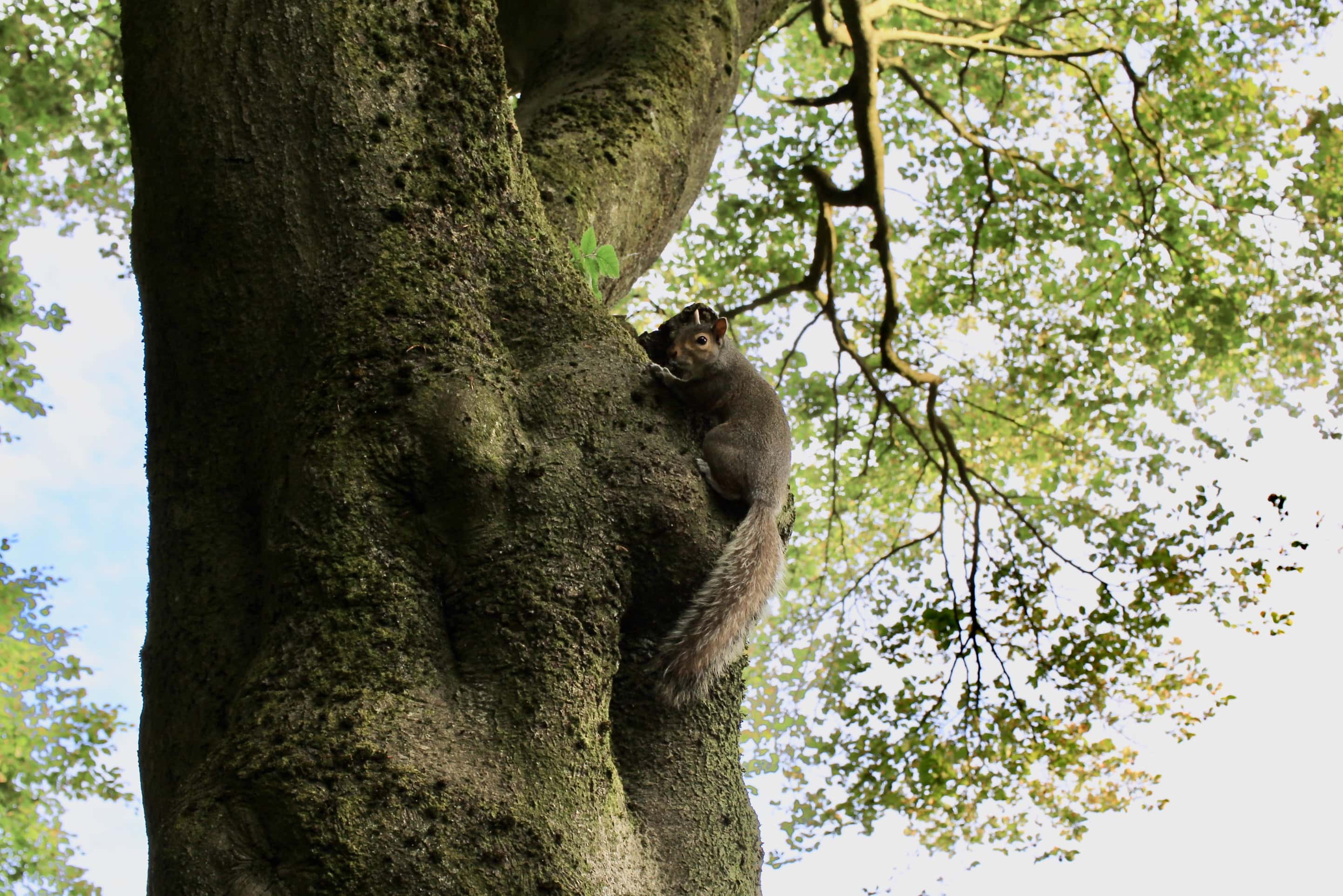 Squirrel on a tree
