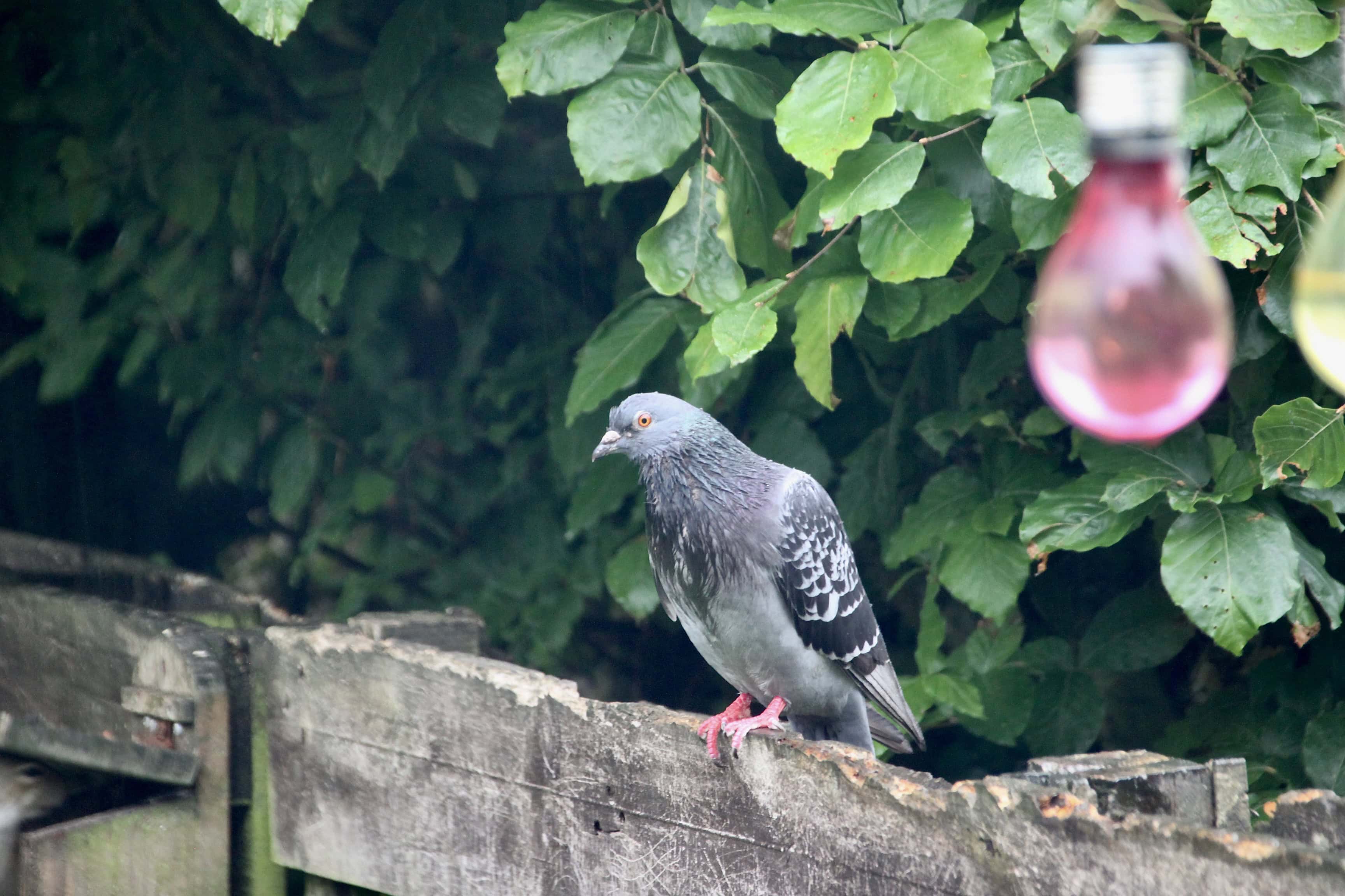 "Here I am, sat in the rain, waiting & waiting"