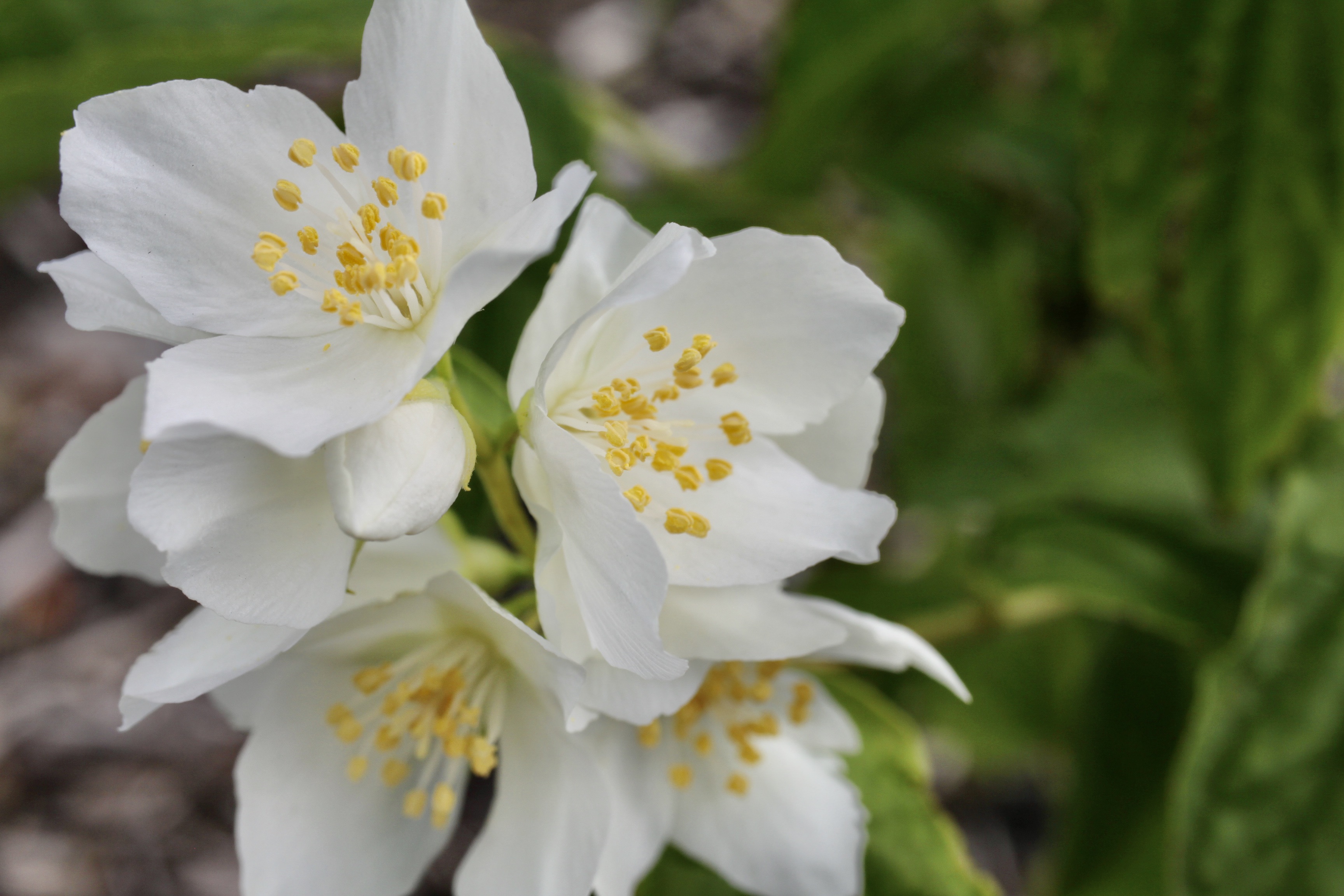 Wild mock-orange