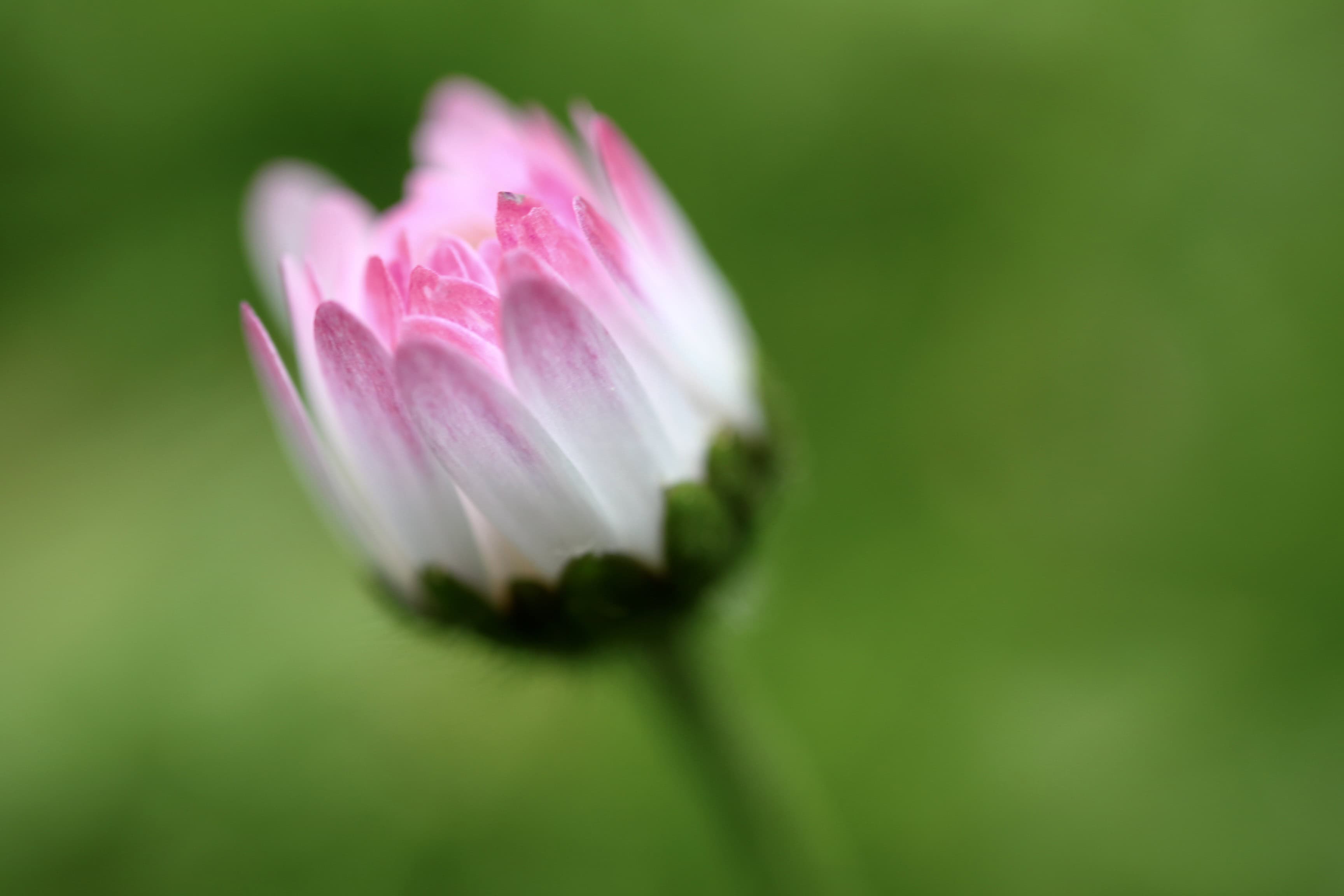 Sleeping daisy