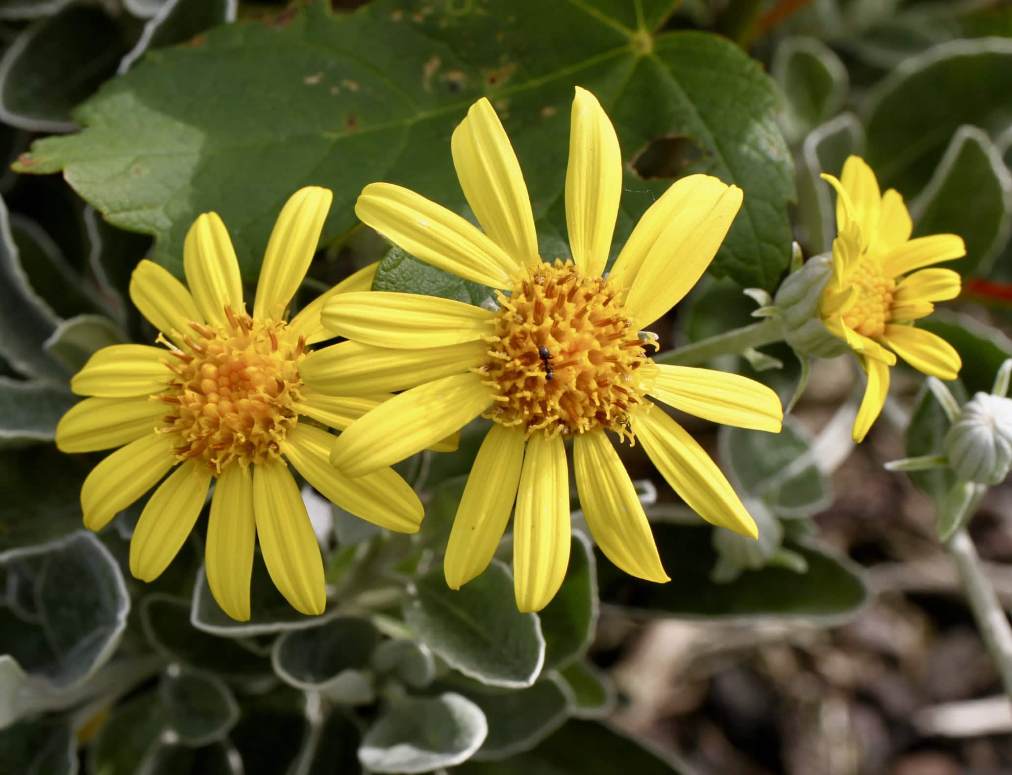 Yellow daisy