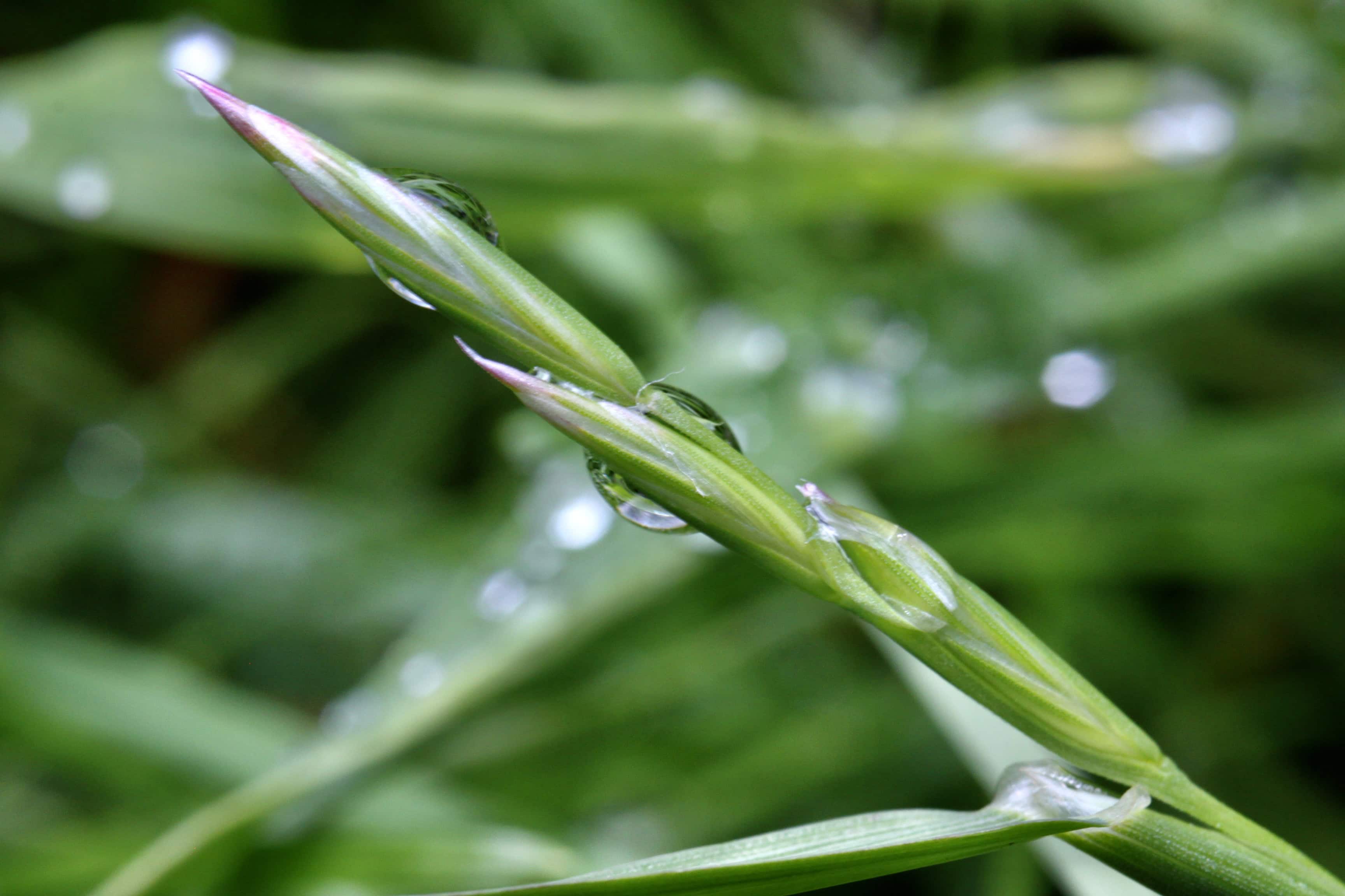 Yellow oat grass seed