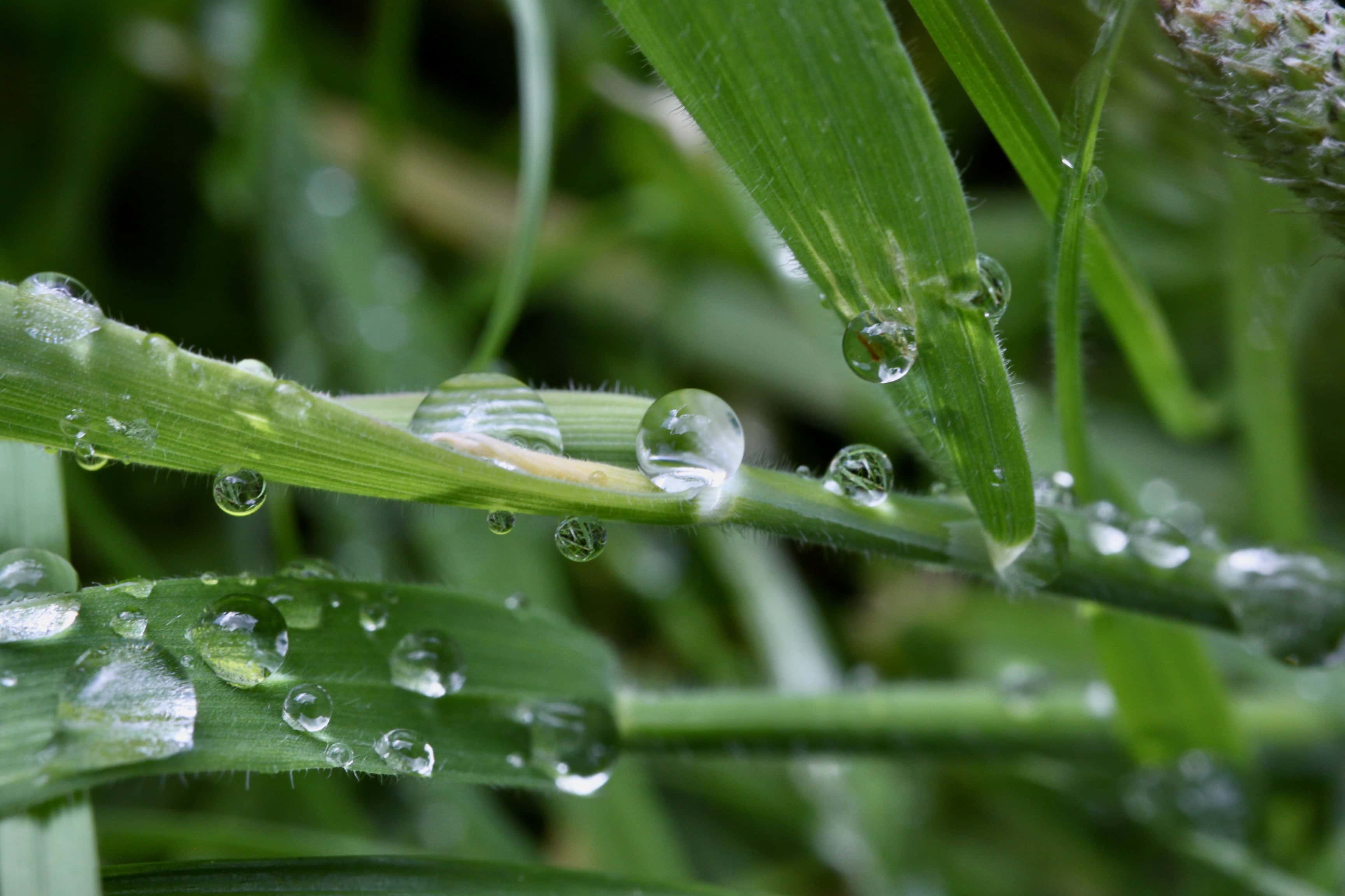 Macro water droplets