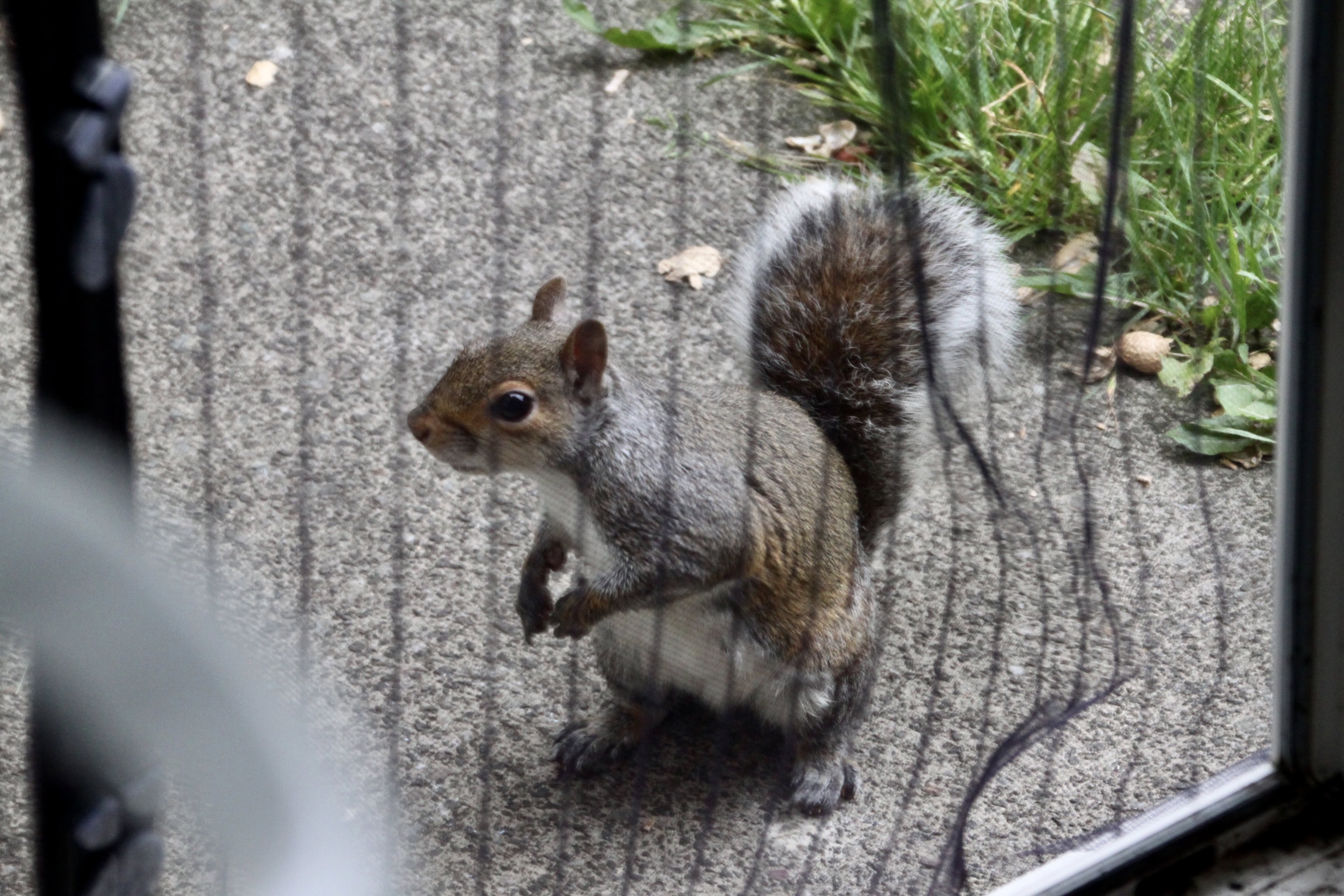 "Excuse me, I've been sent to ask for some more nuts"
