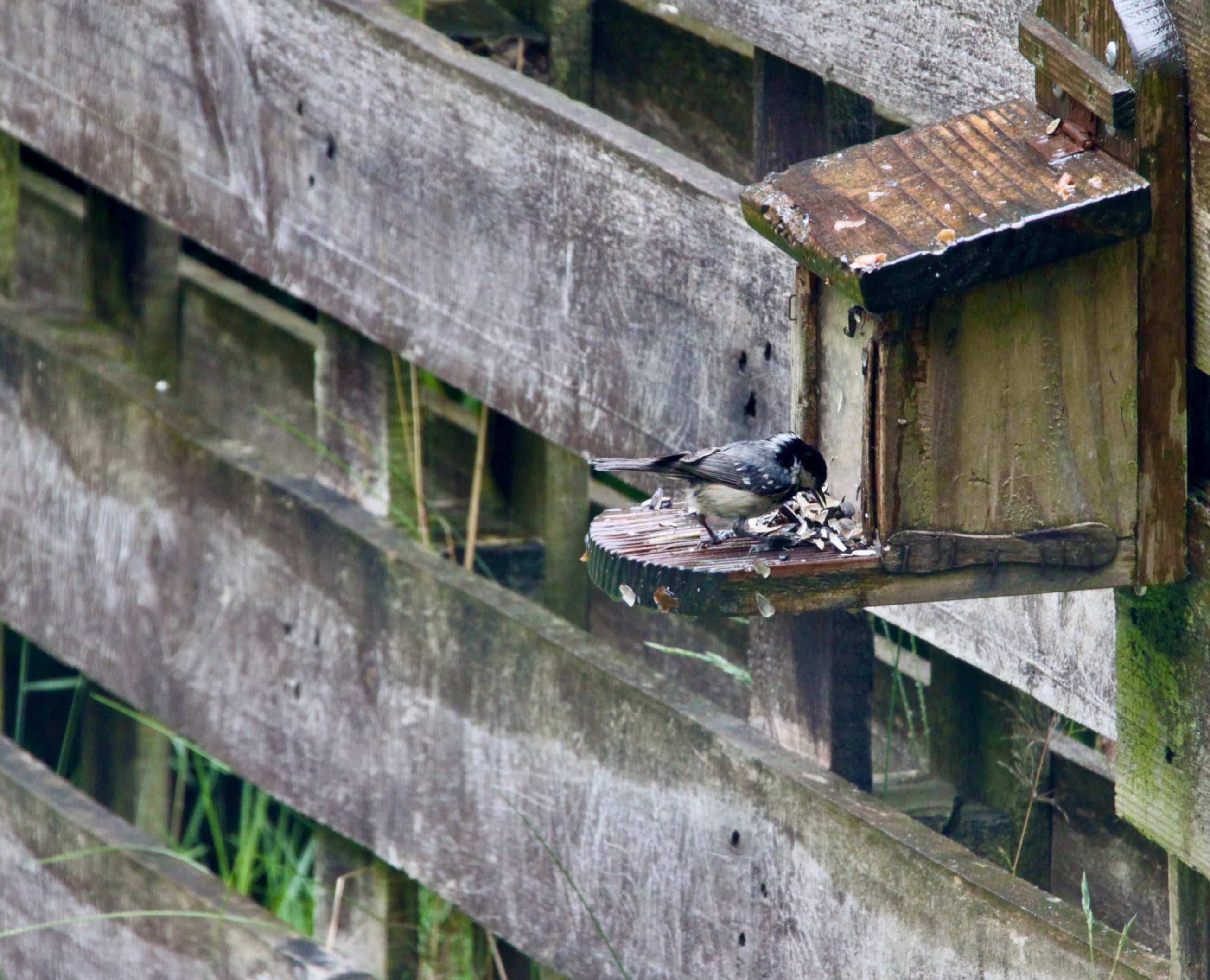 Great tit