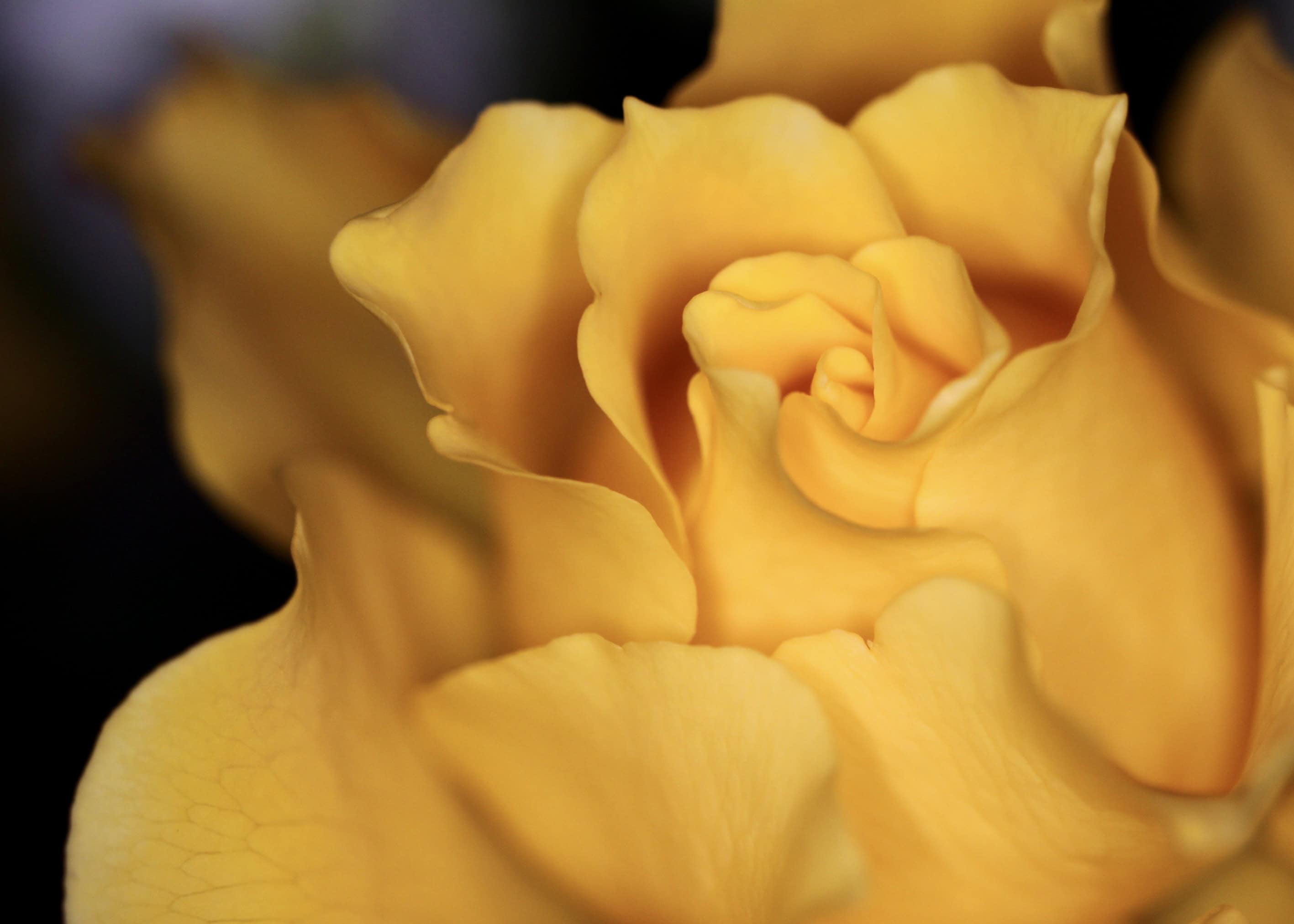 Yellow rose