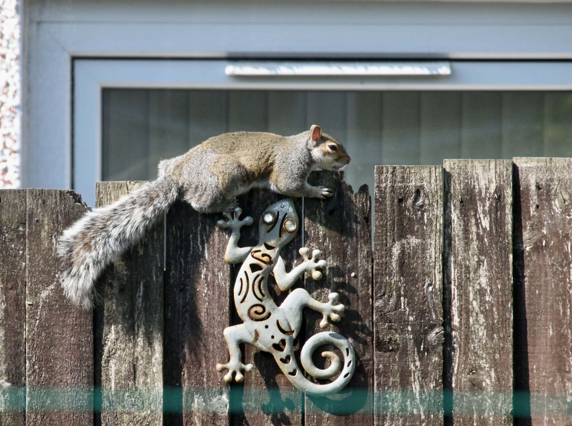 Skwurrel sunbathing