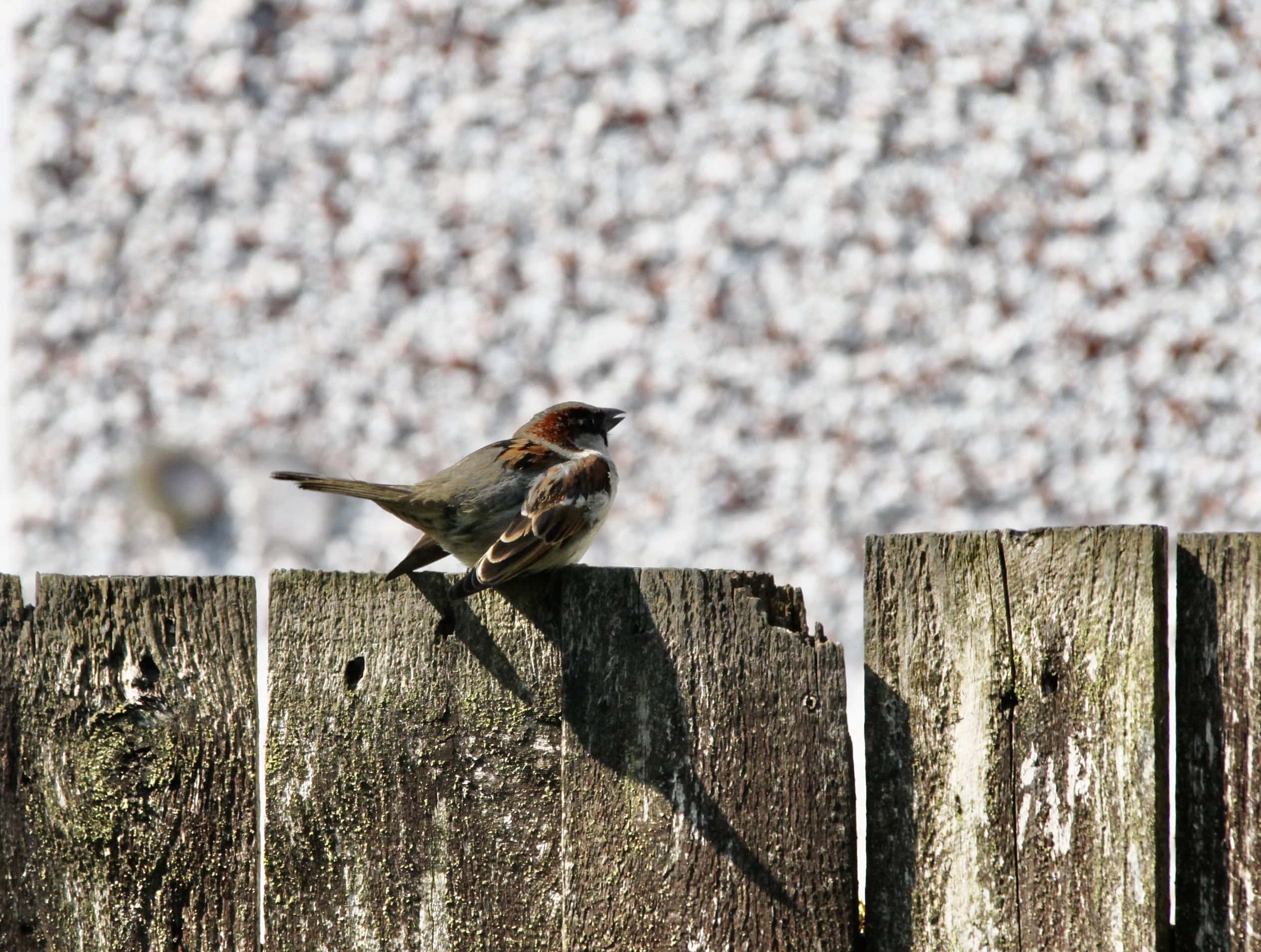 Sparrow