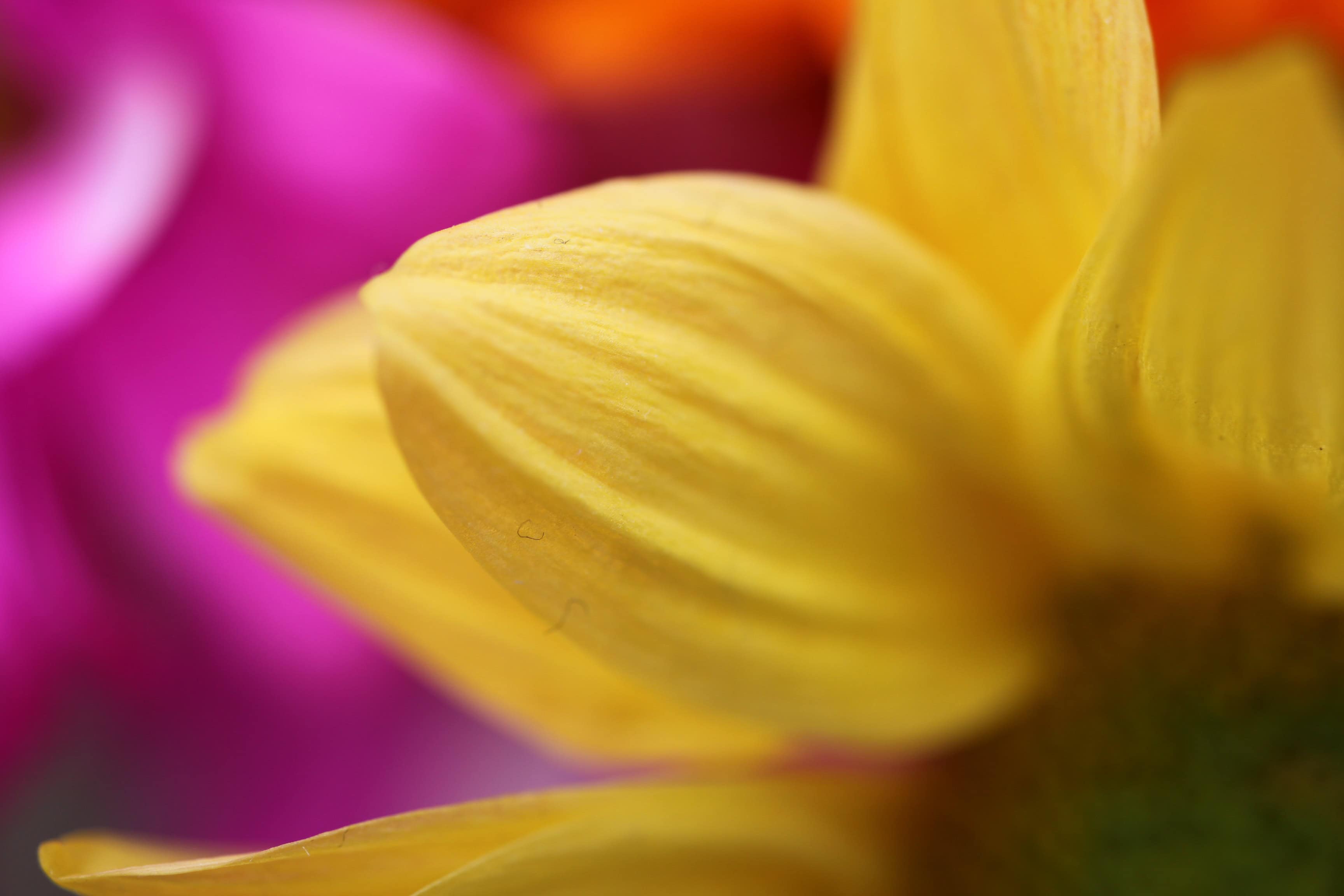 Yellow chrysanth petal