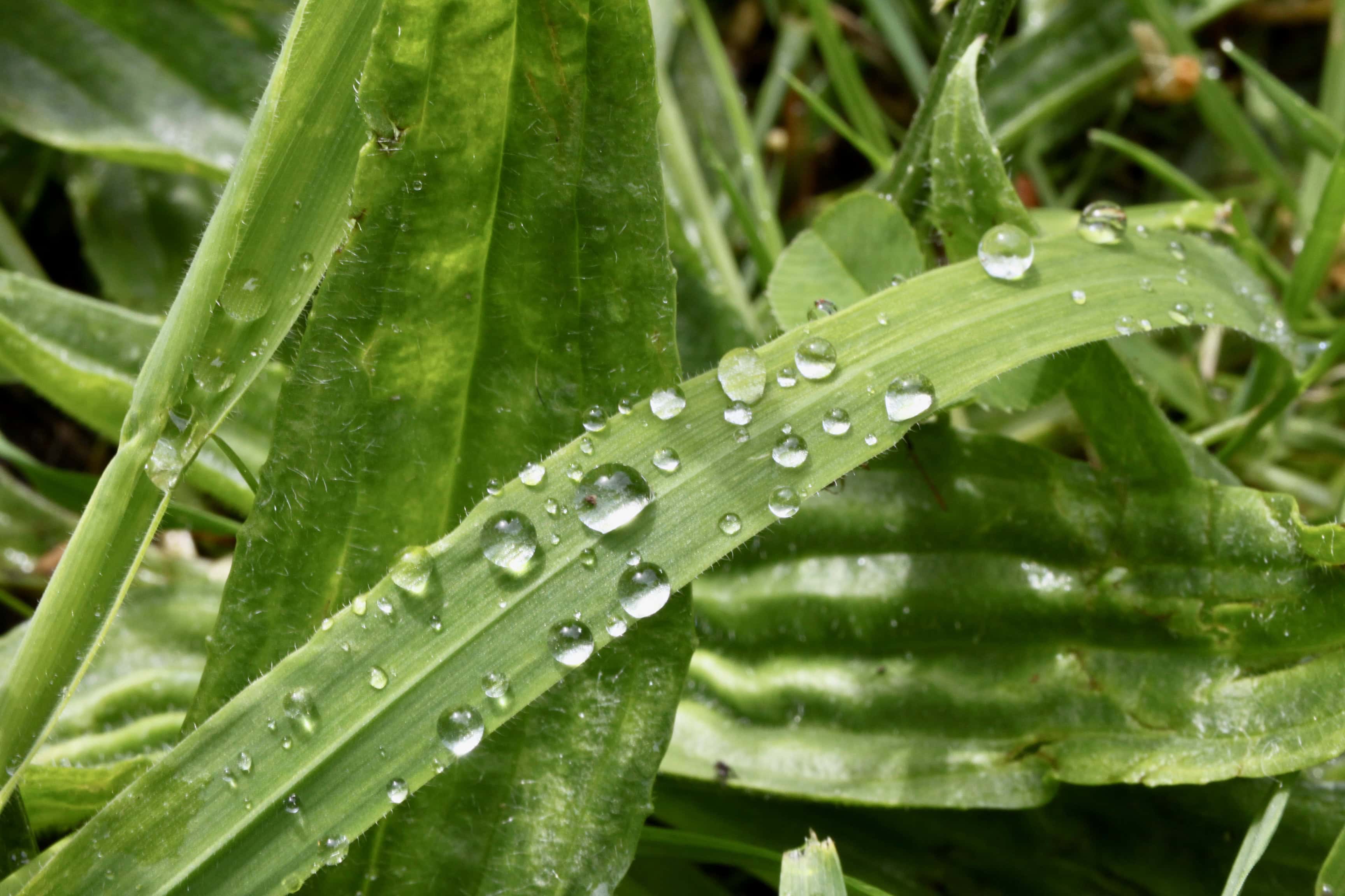 Raindrops on grass