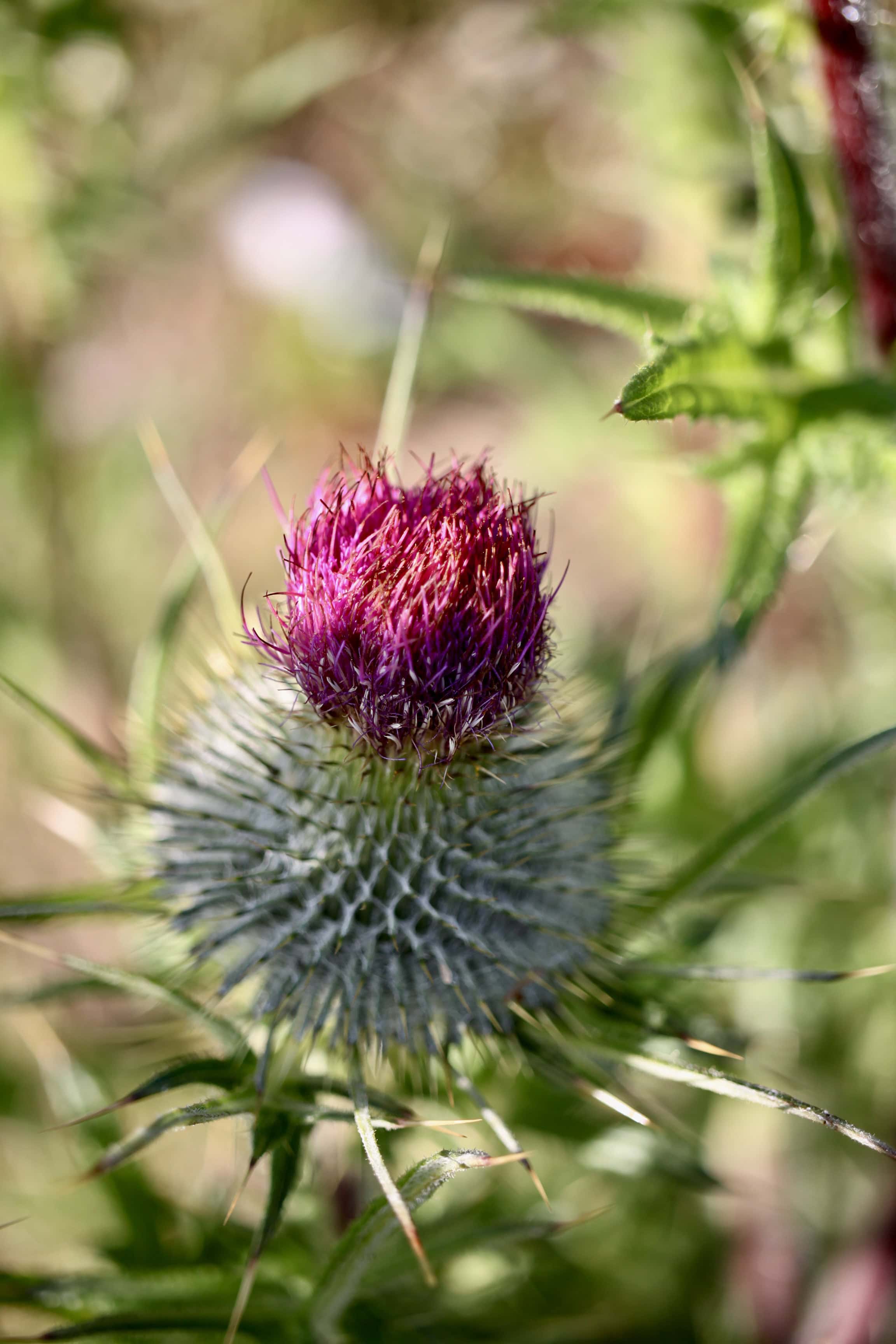 Thistle