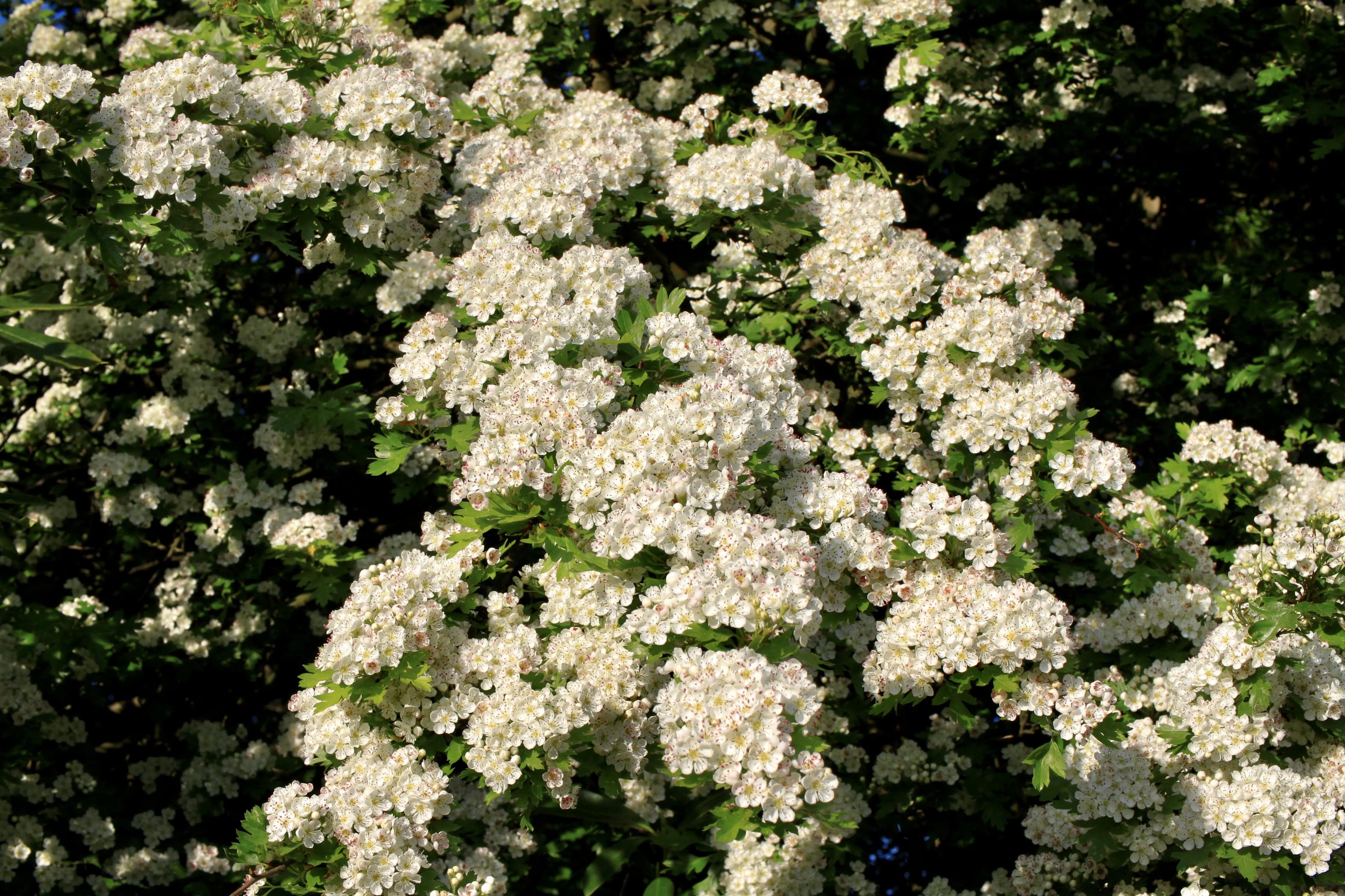Hawthorn blossoms