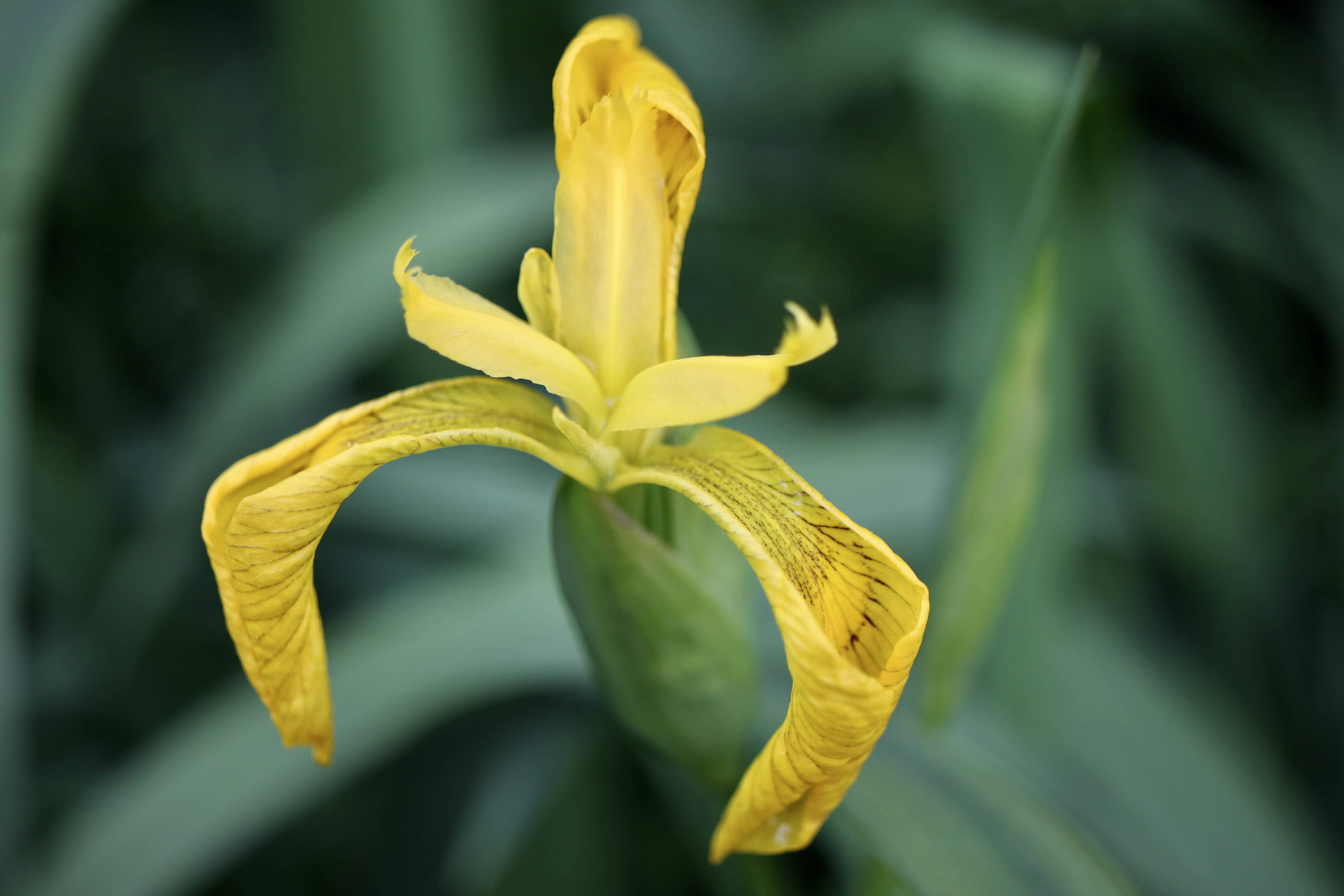 Yellow Iris