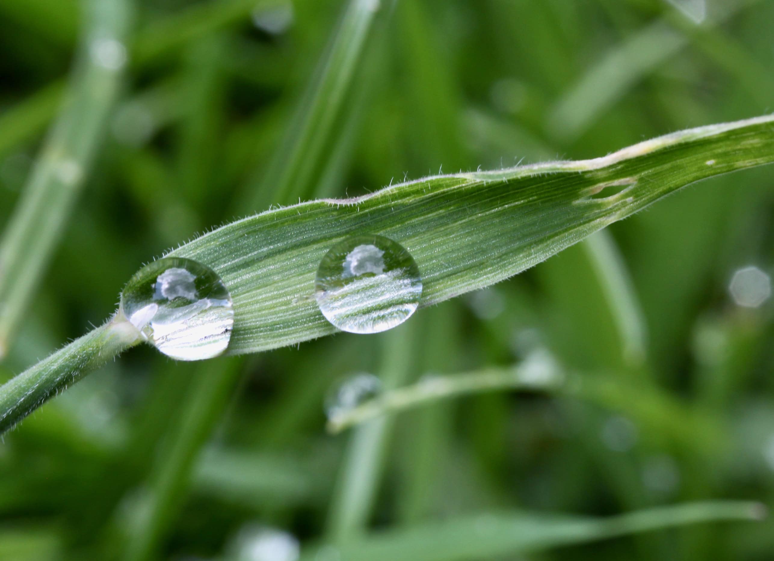 Water droplest on a blade of grass