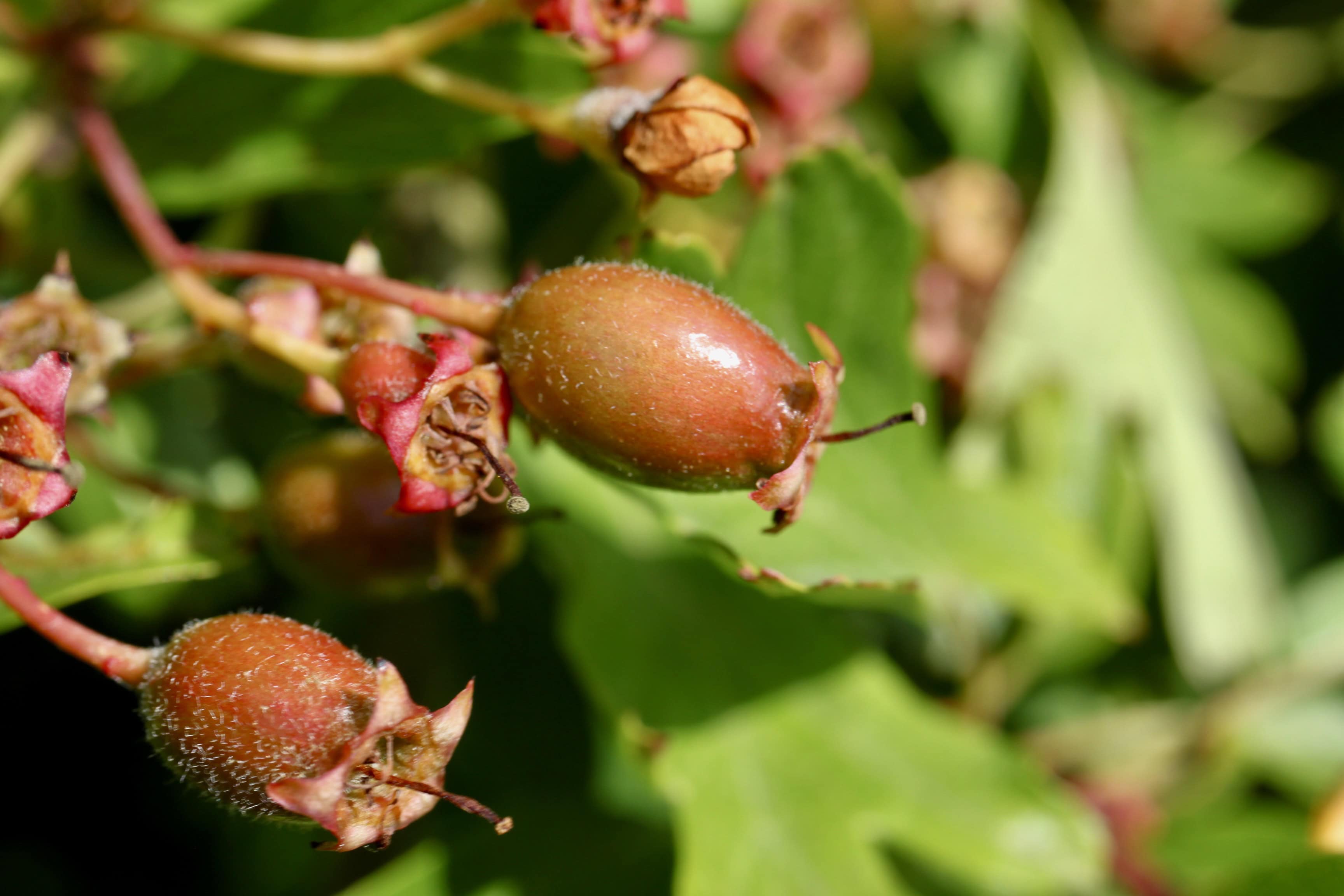 Hawthorn Berry — Time for Macro