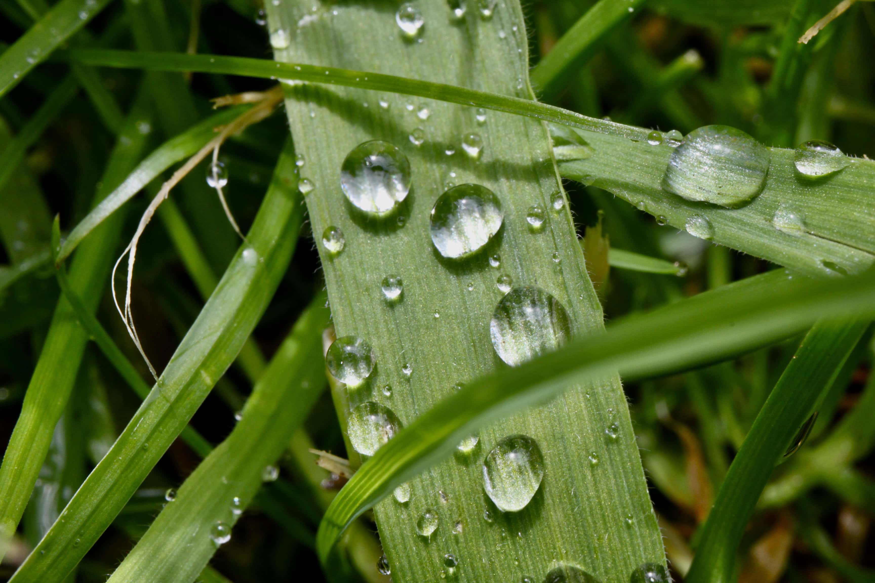 Raindrops on grass