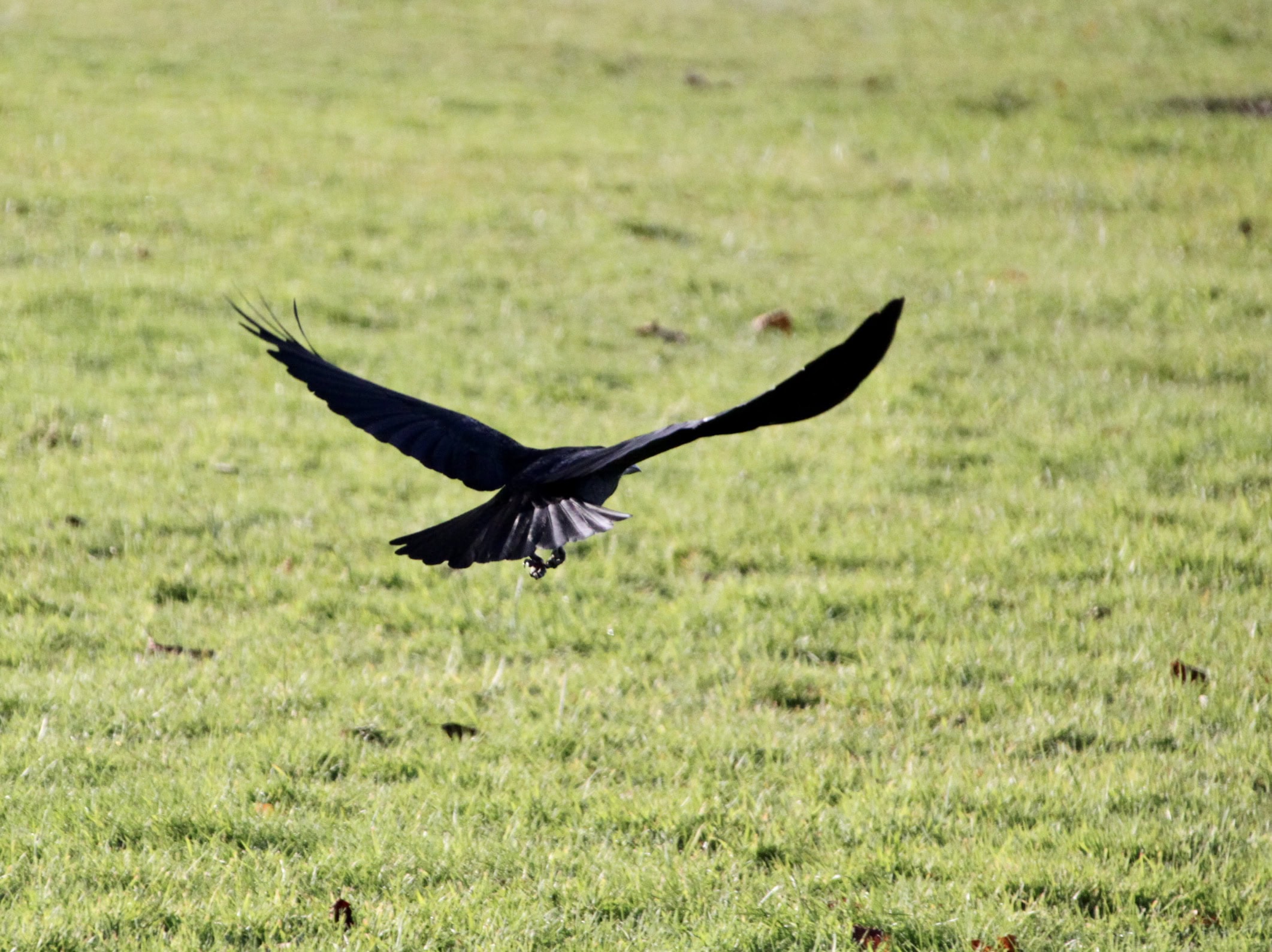 Corvid Gallery — Corvid-2020 Weekly Challenge