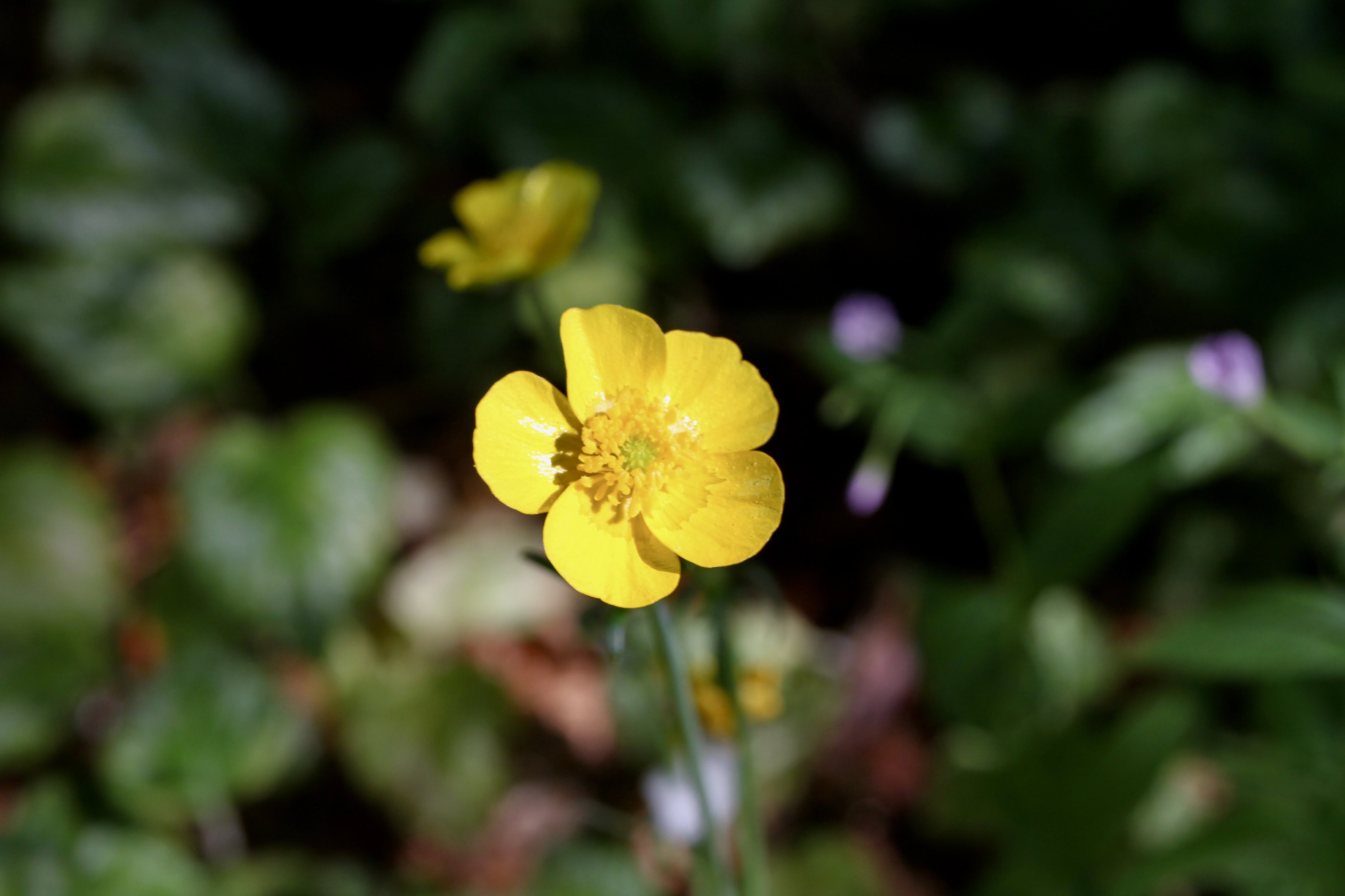 Buttercup