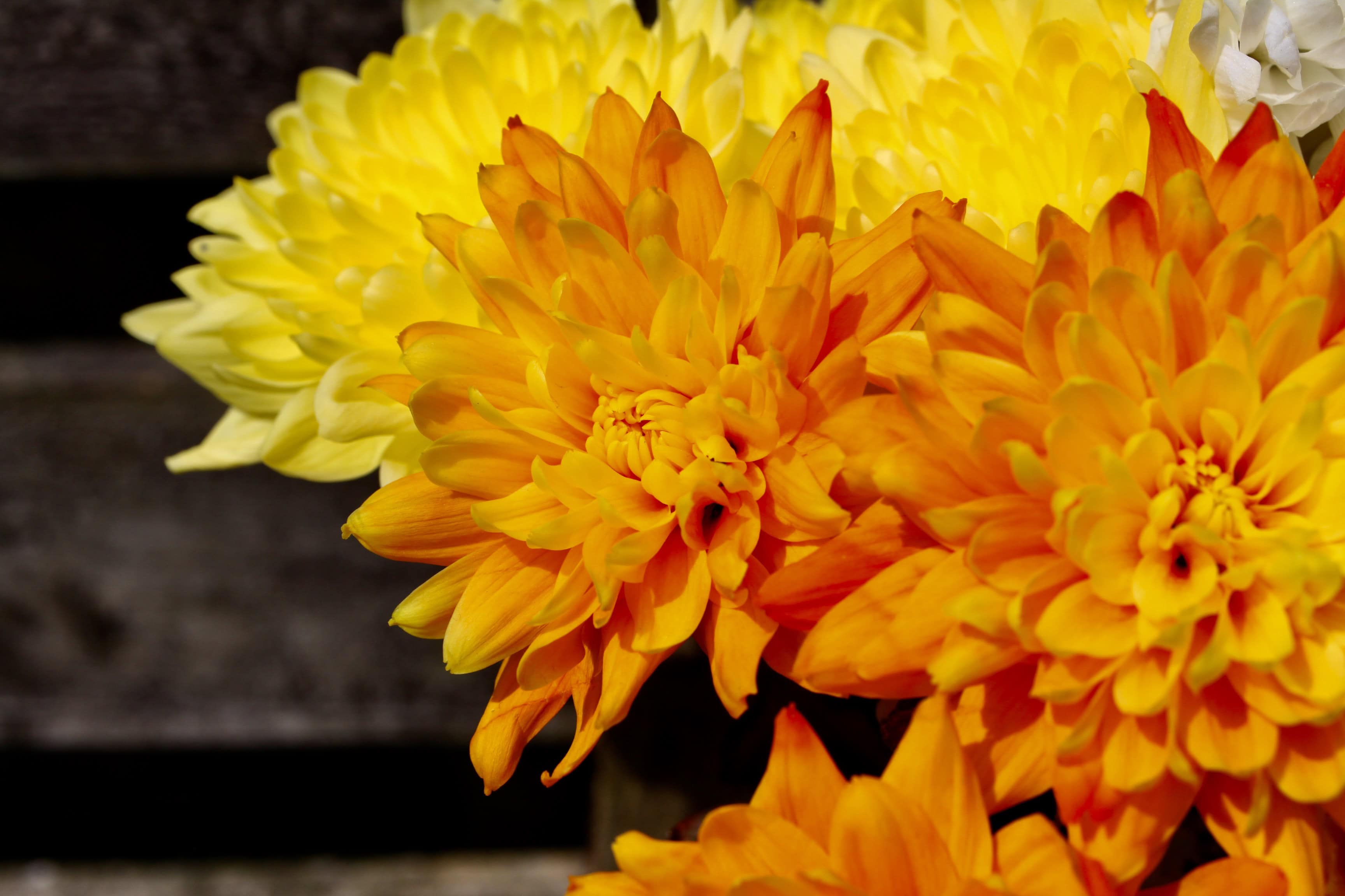Vibrant chrysanths
