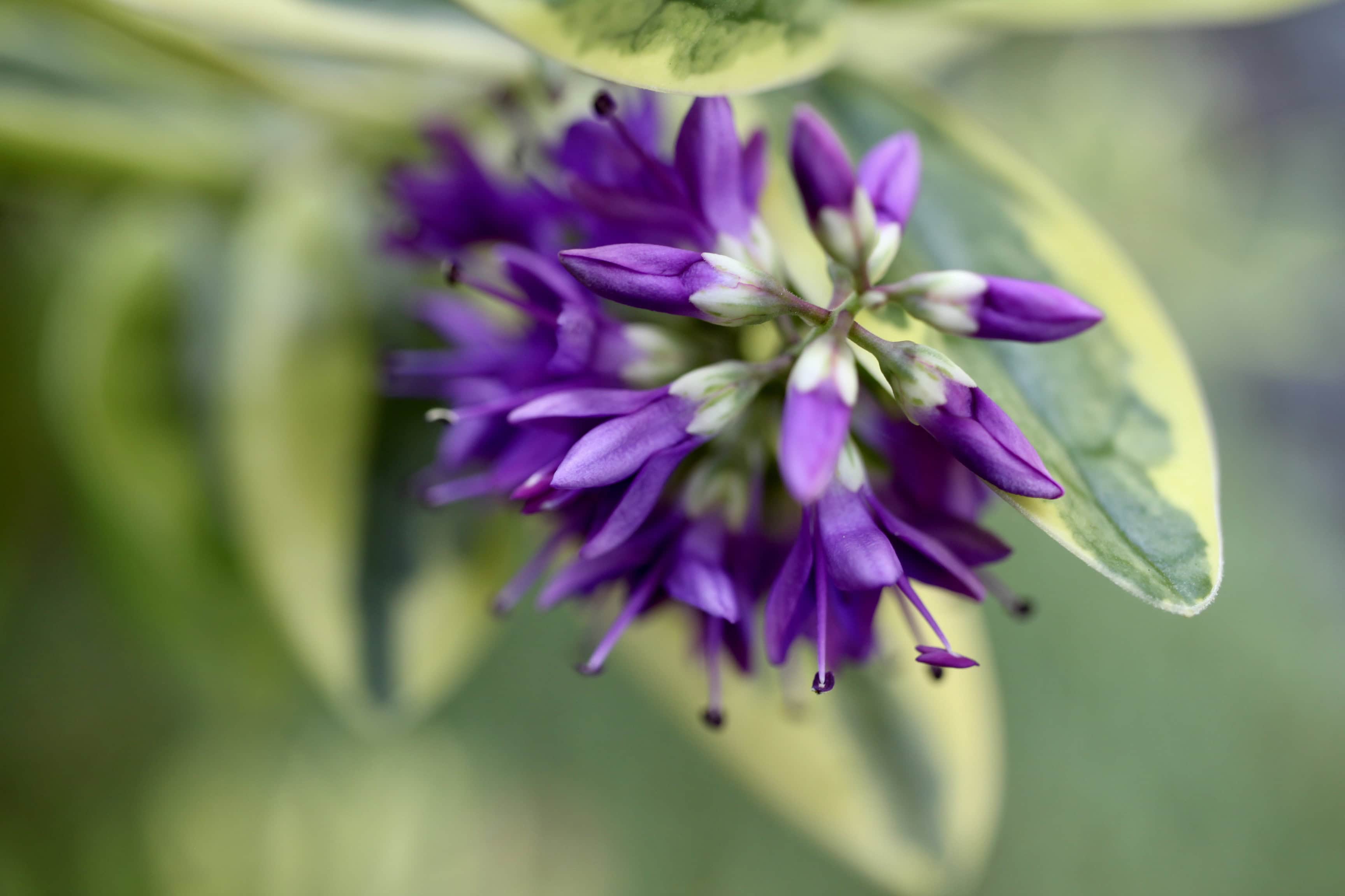 Purple hebe