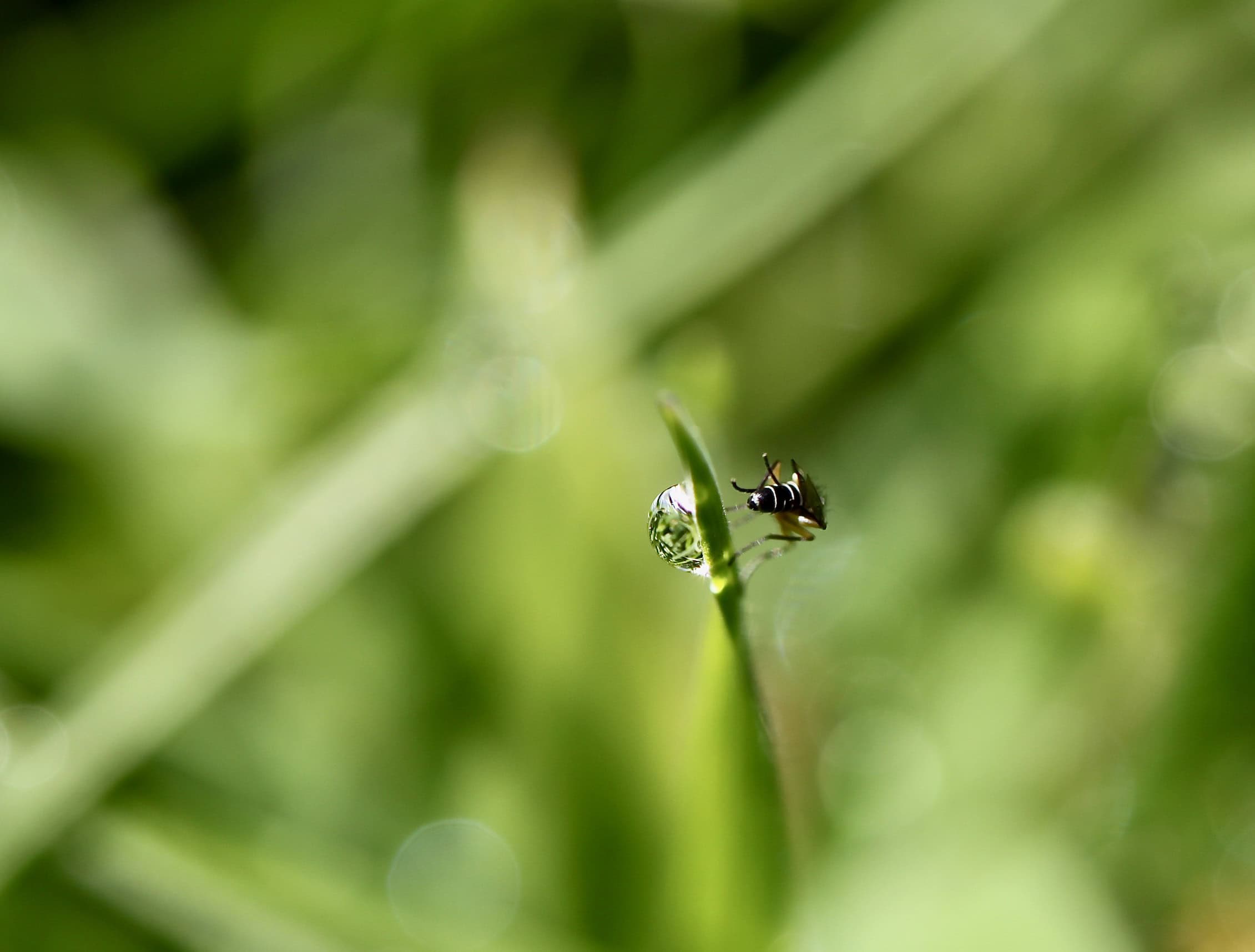 Water droplet & a fly