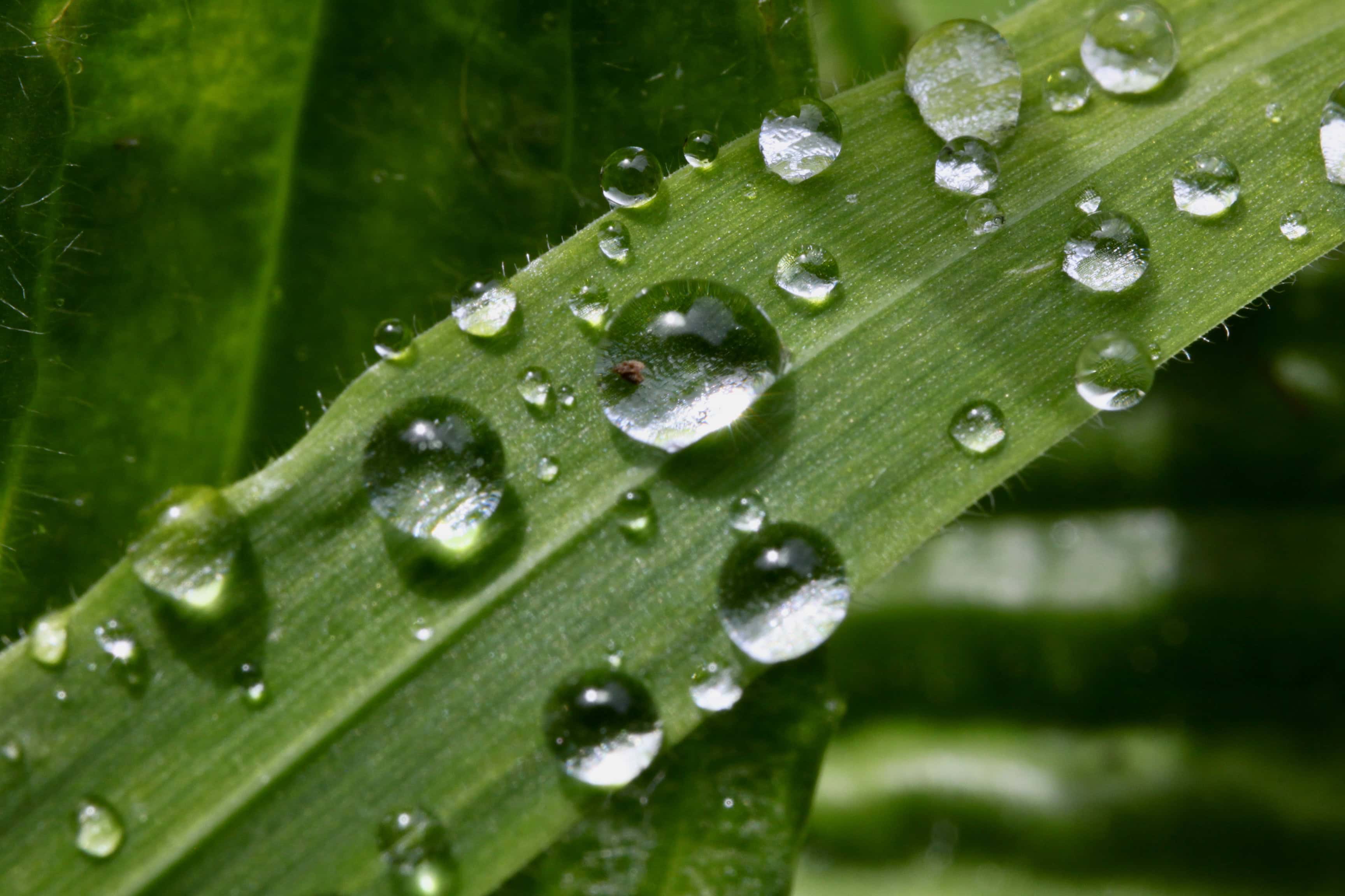 Raindrops on grass