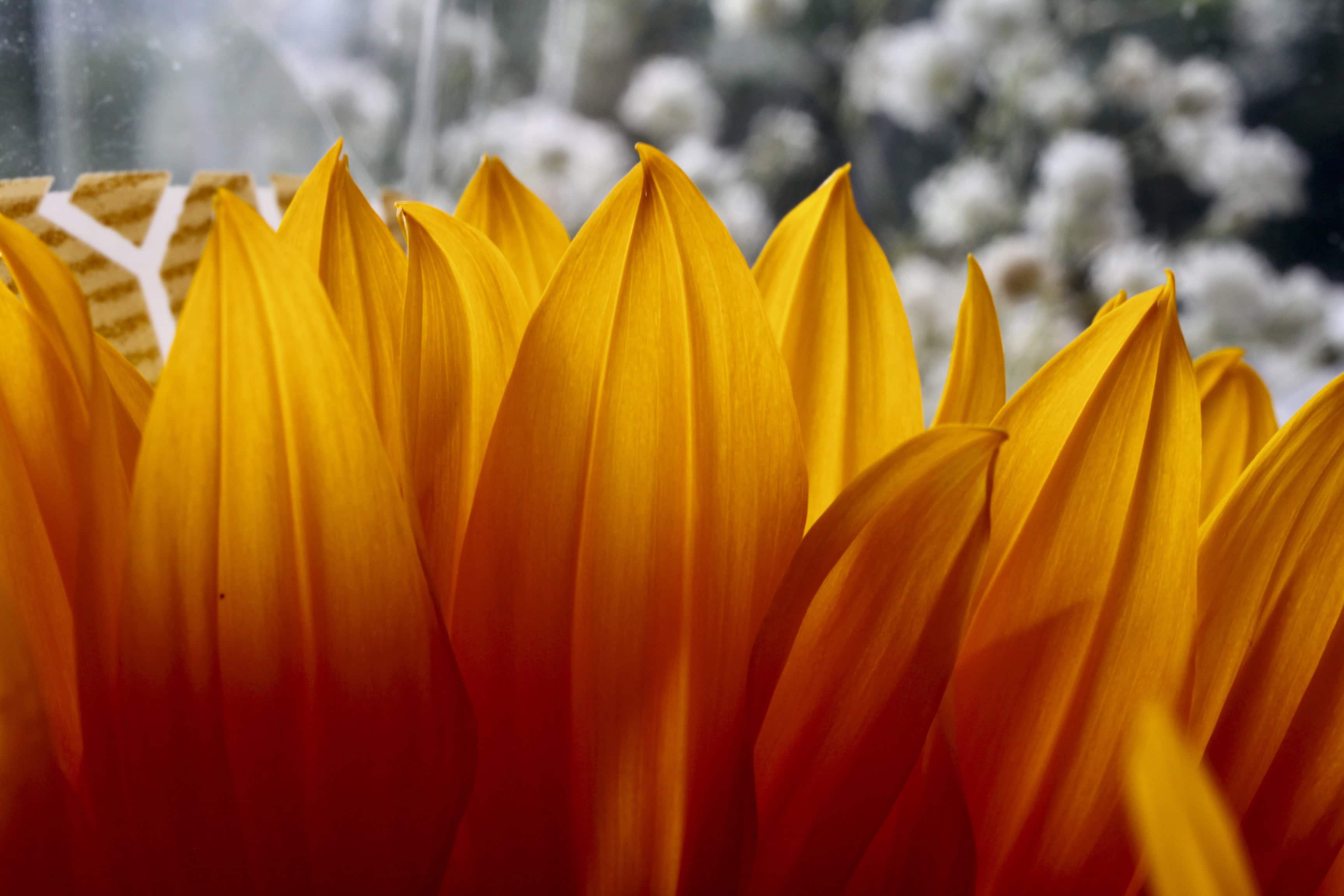 Sunflower petals