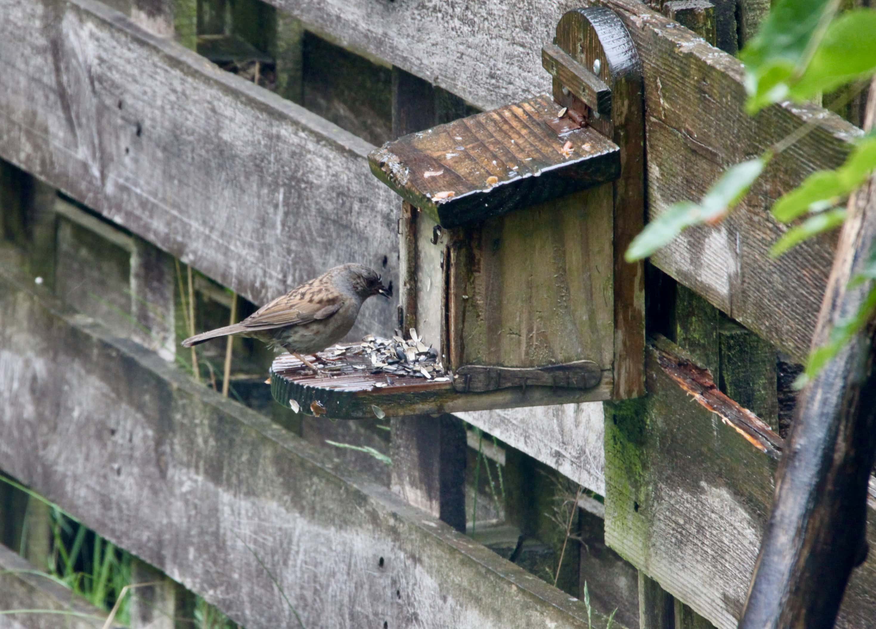 Sparrow