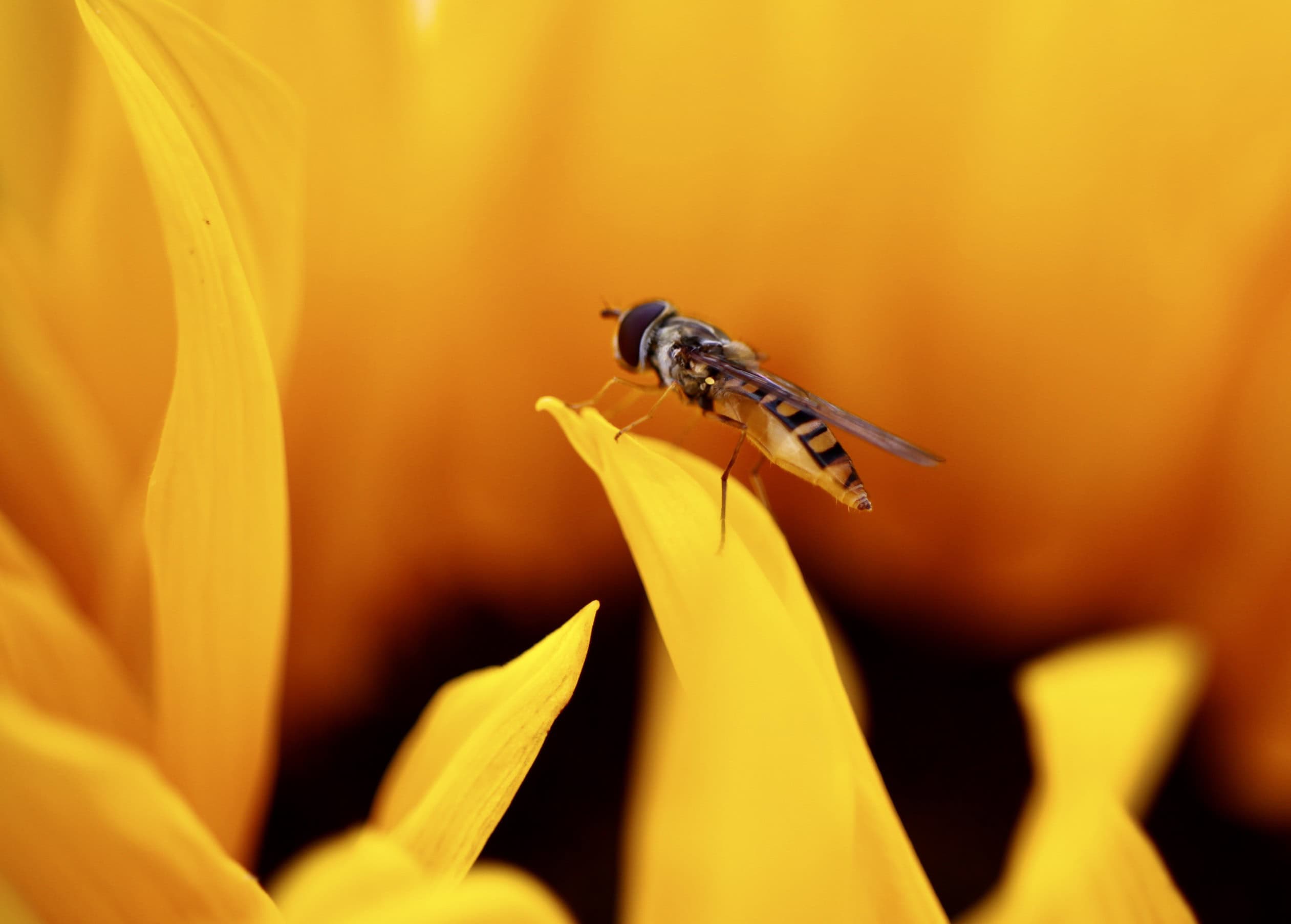 Fly on a sunflower