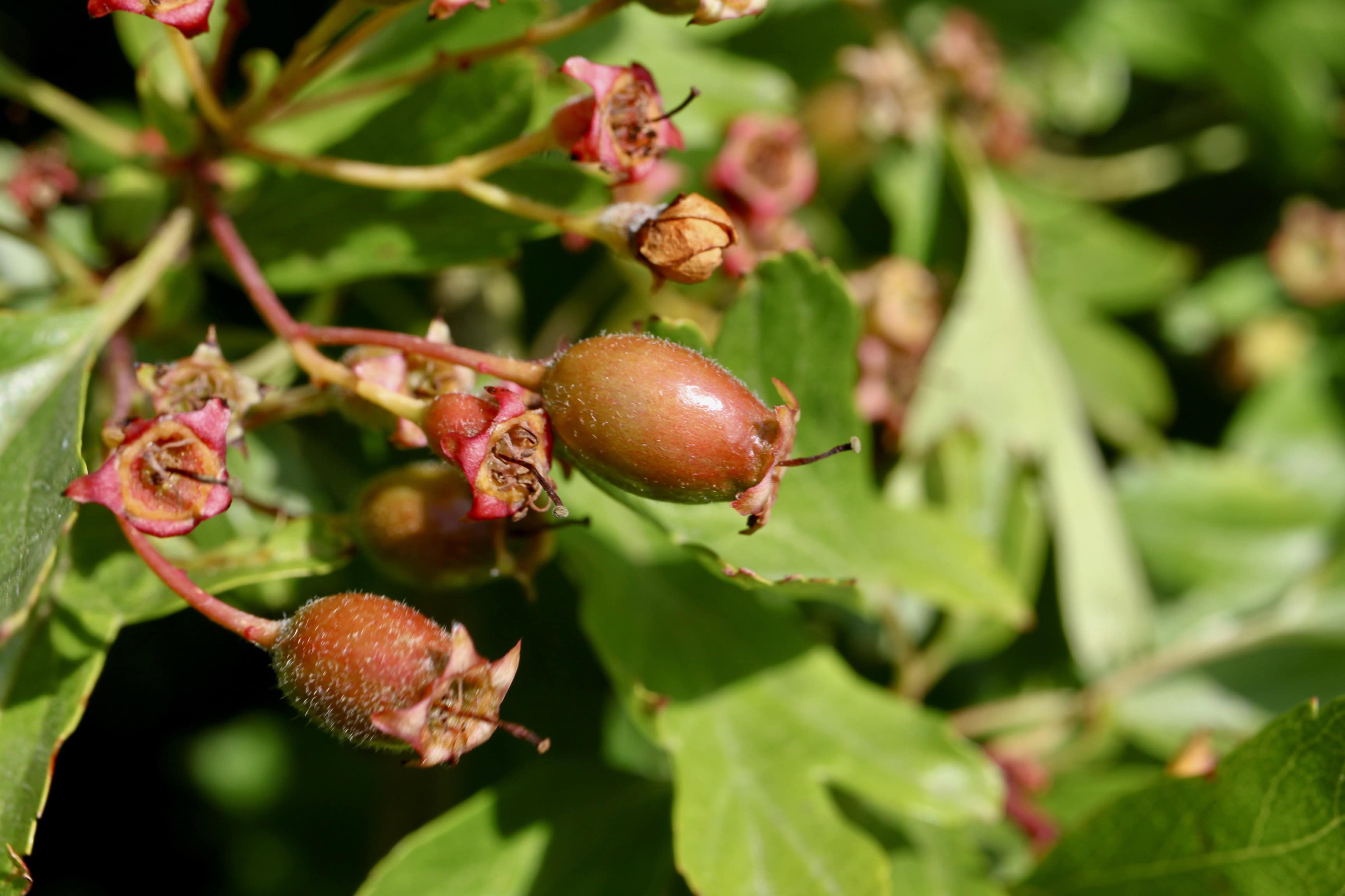 Hawthorn Berry