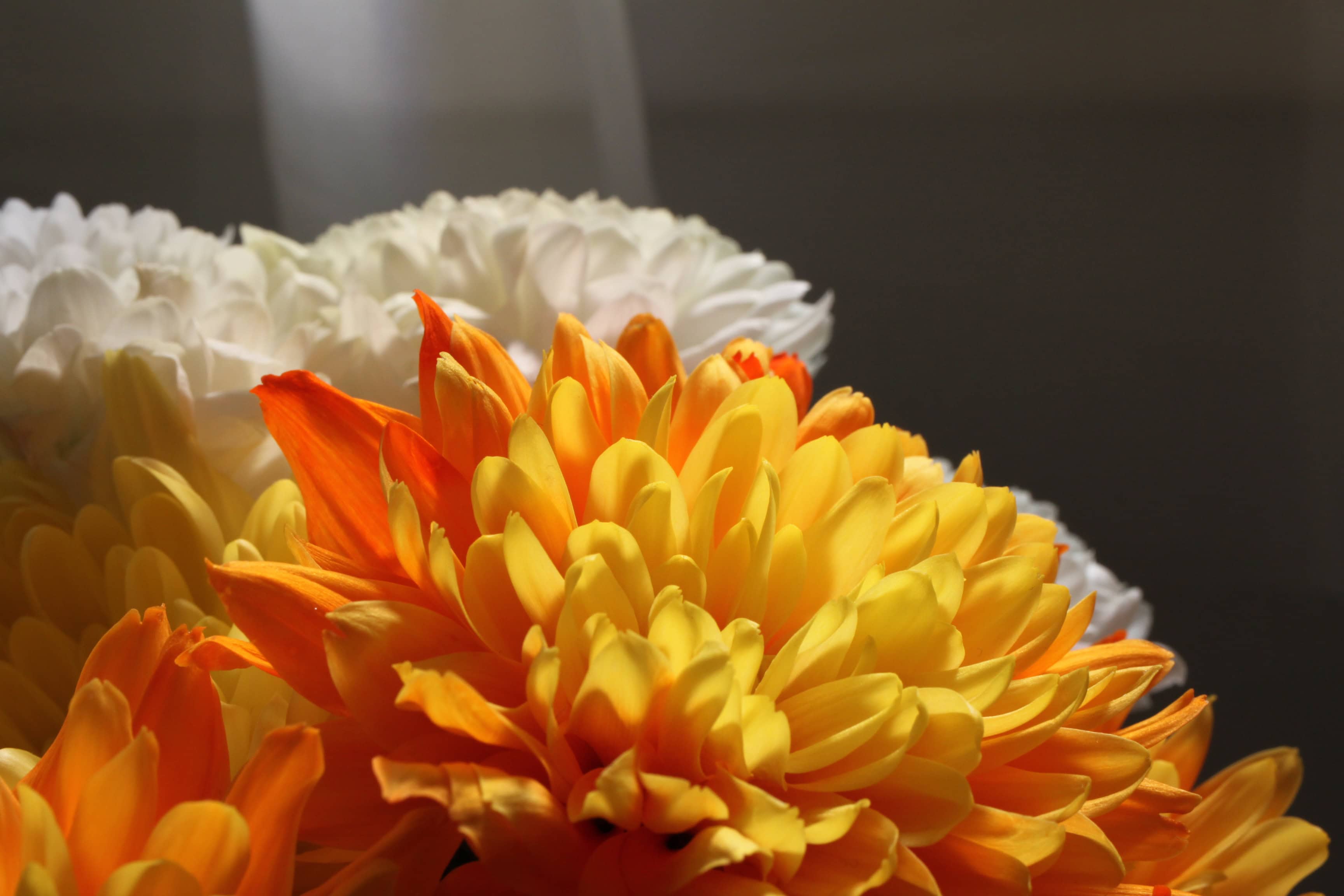 Orange chrysanths