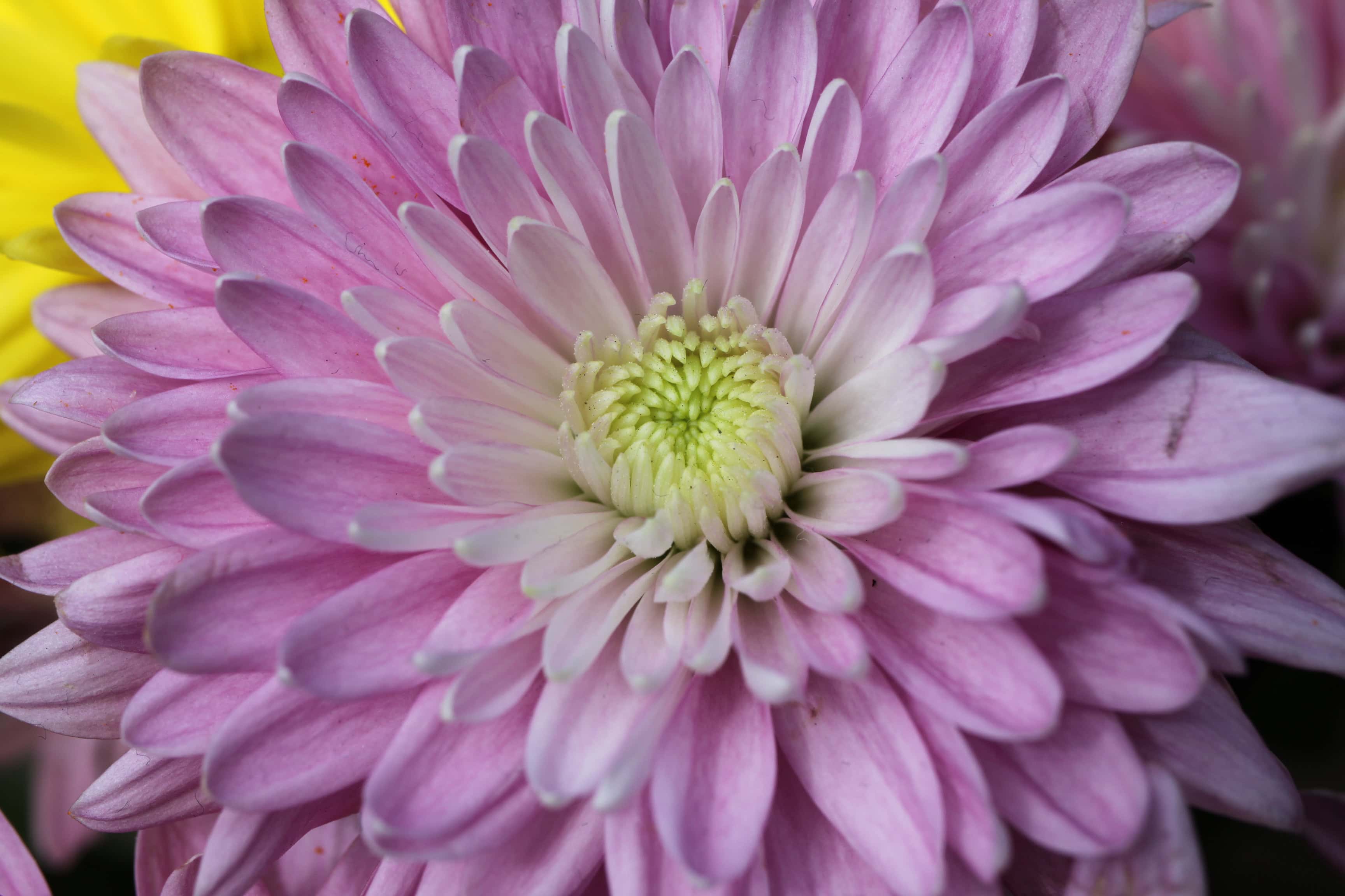 Chrysanth