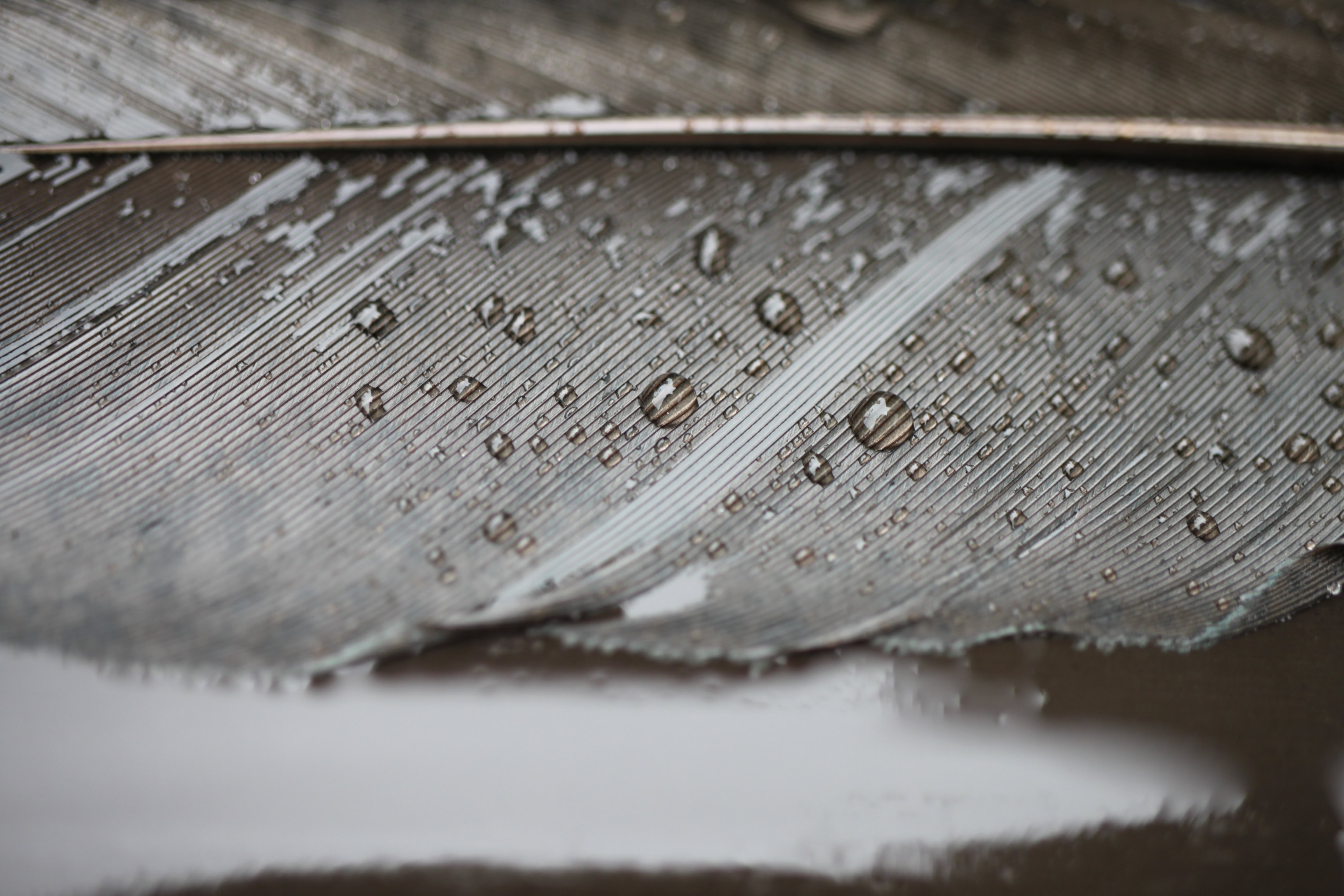 Rain drops on a feather