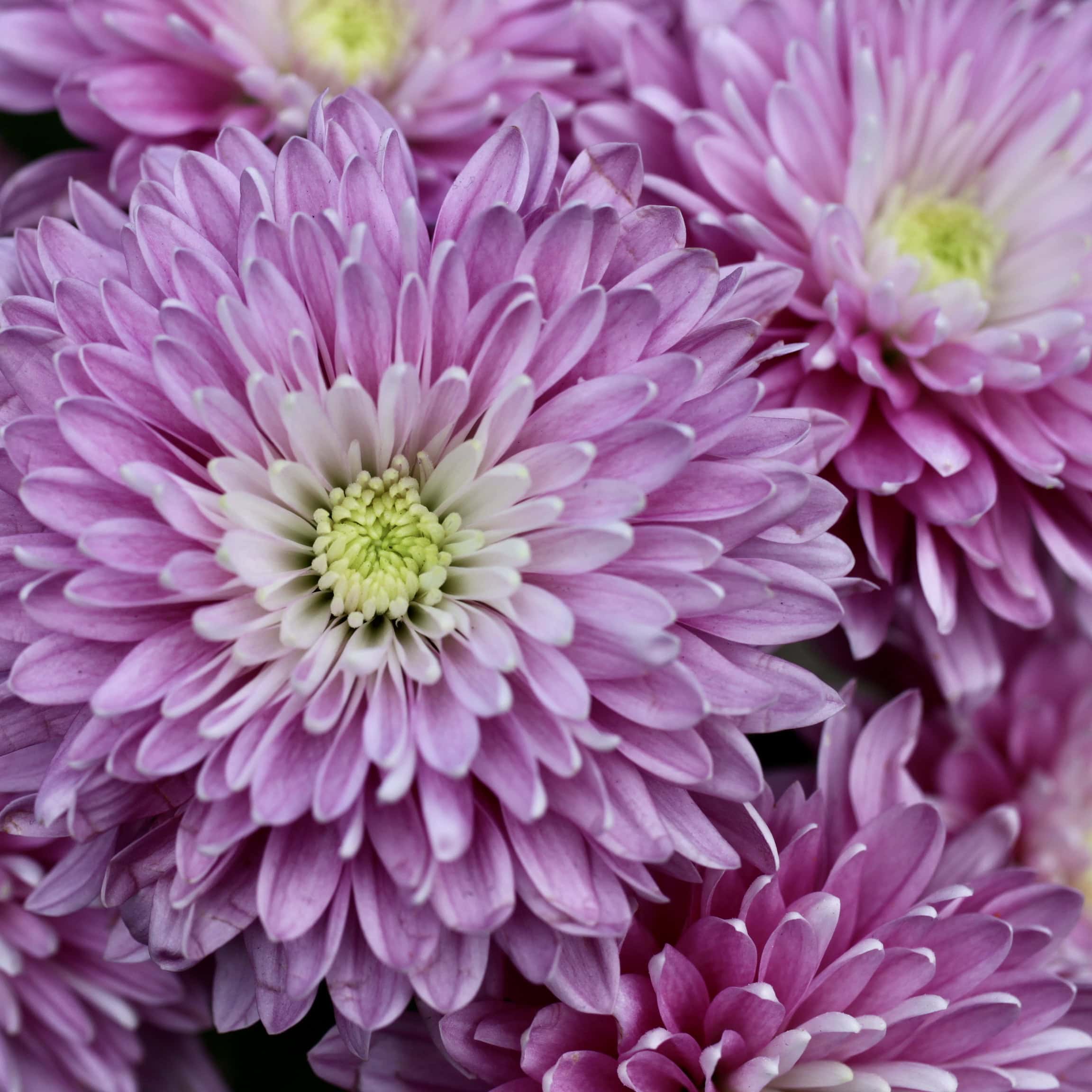 Purple chrysanth
