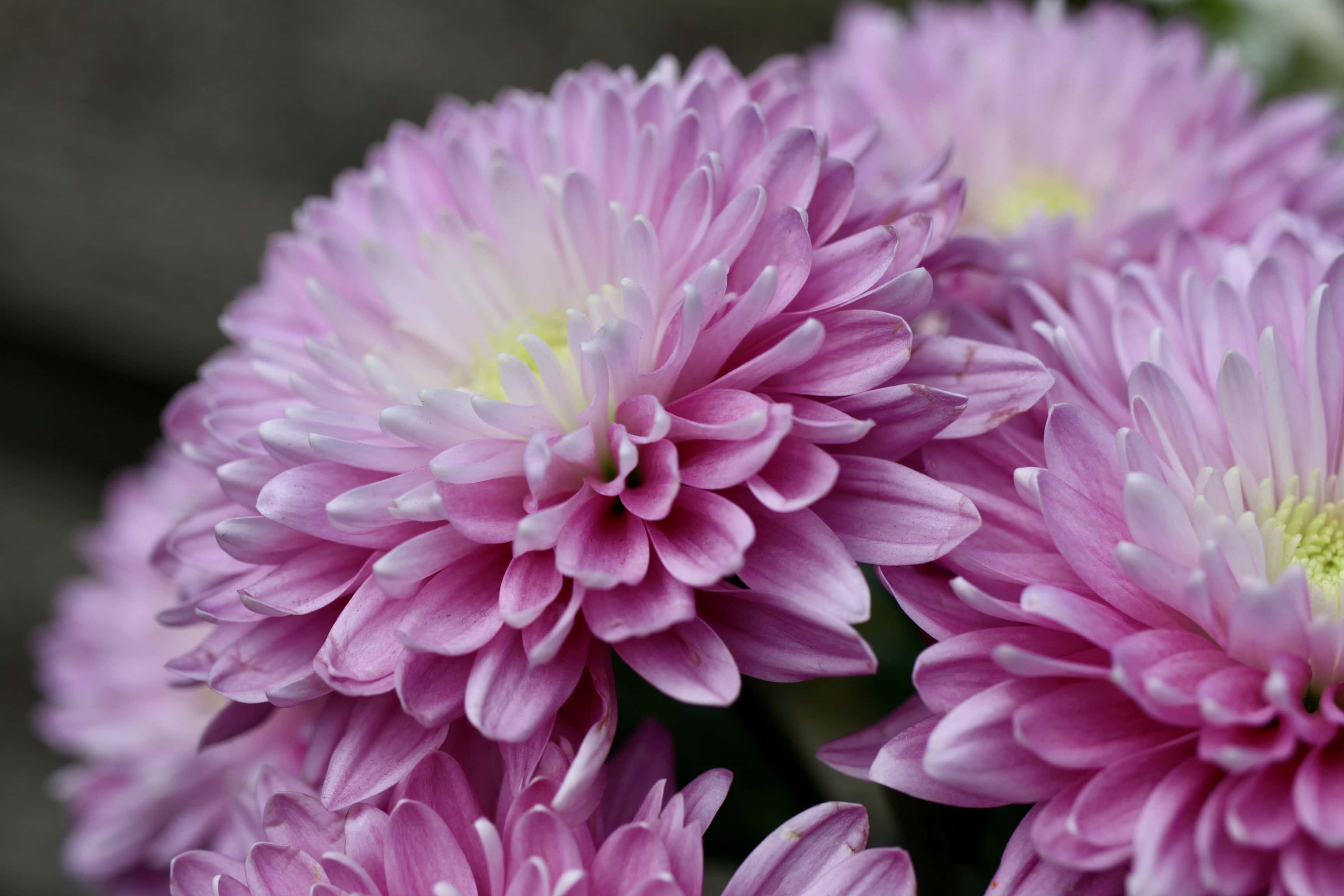 Purple/Pink Chrysanth — FOTD Jul 28