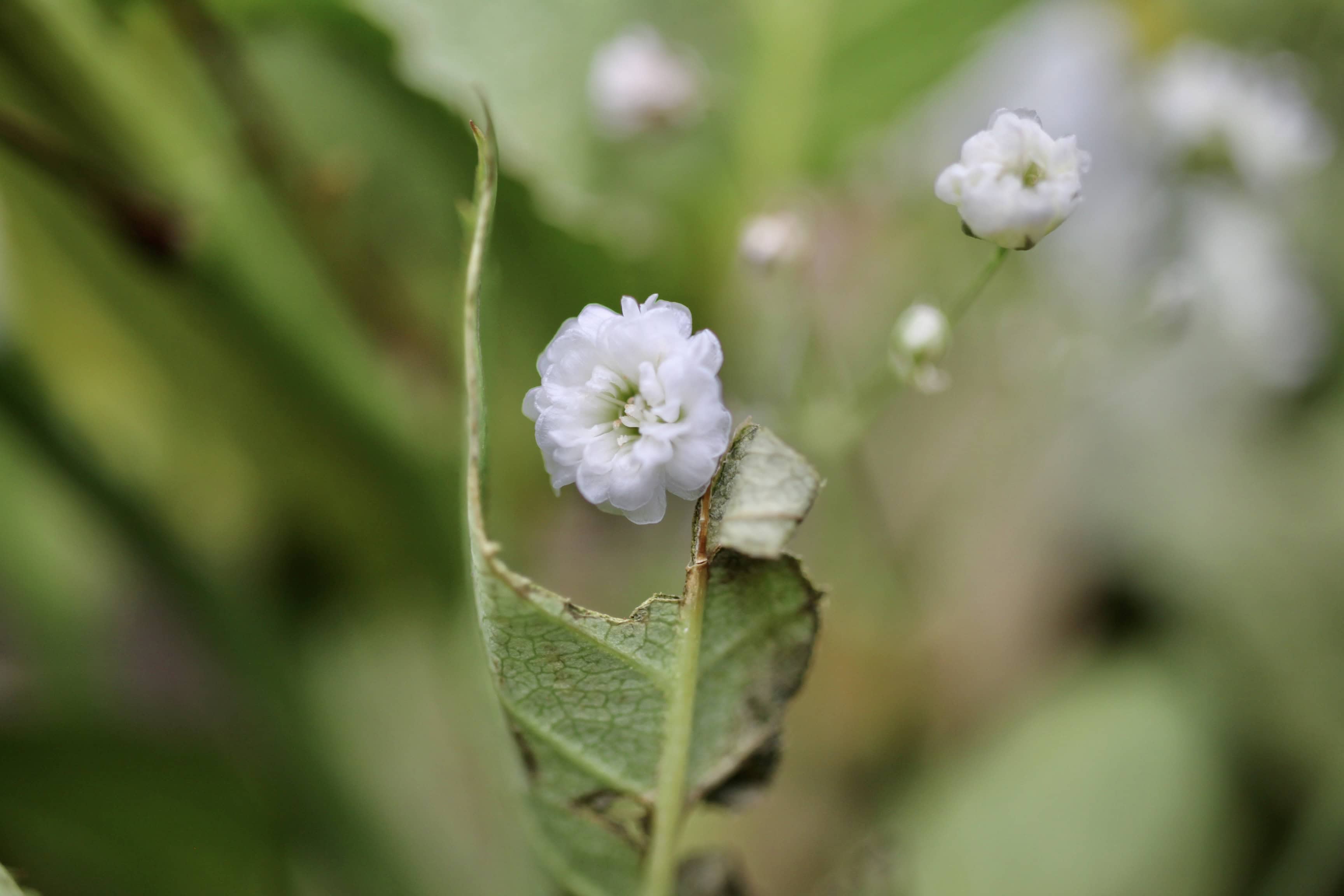 Baby's Breath (Gypsophila)