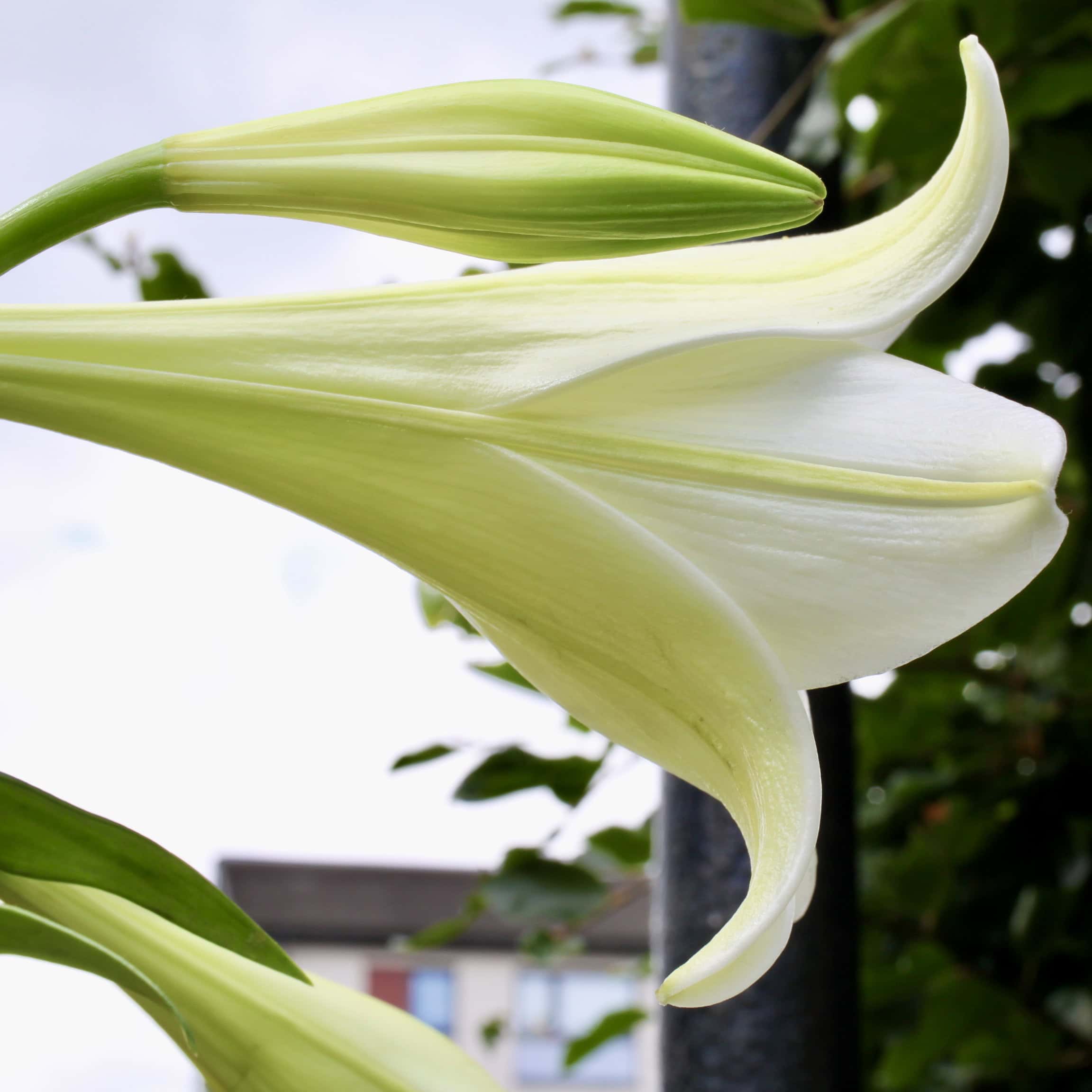 LA lilies