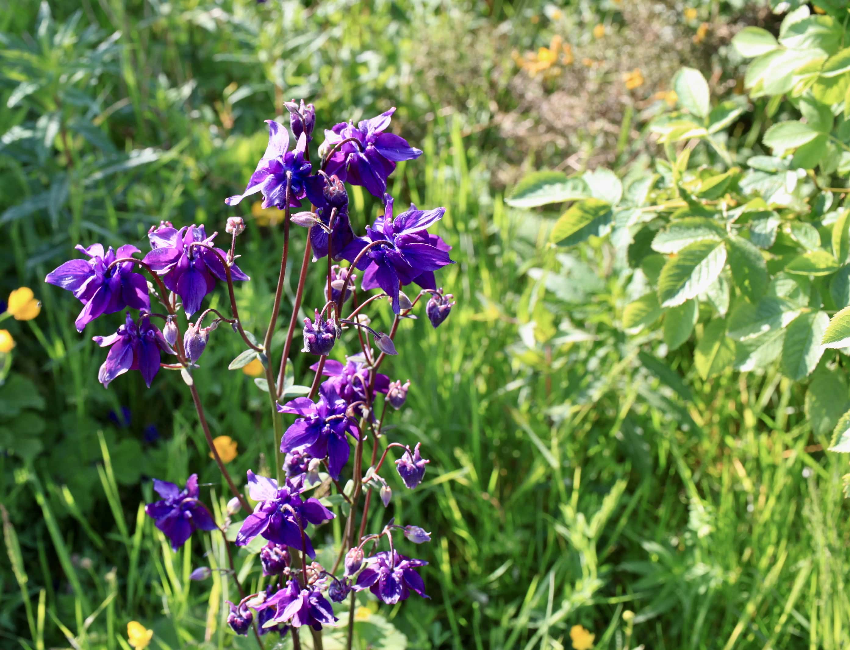 Purple Columbine — FOTD Jul 31