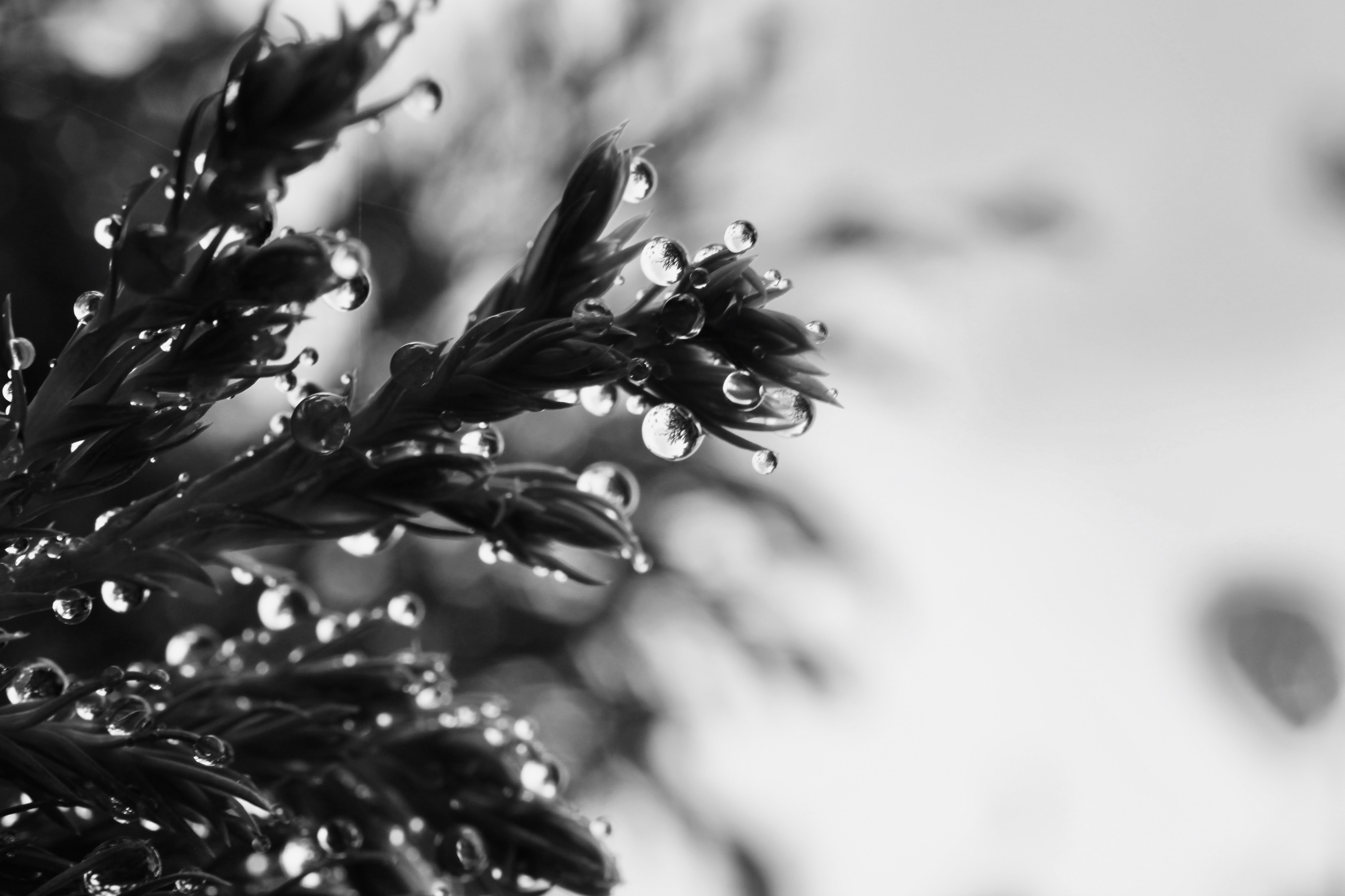 Water droplets on a conifer