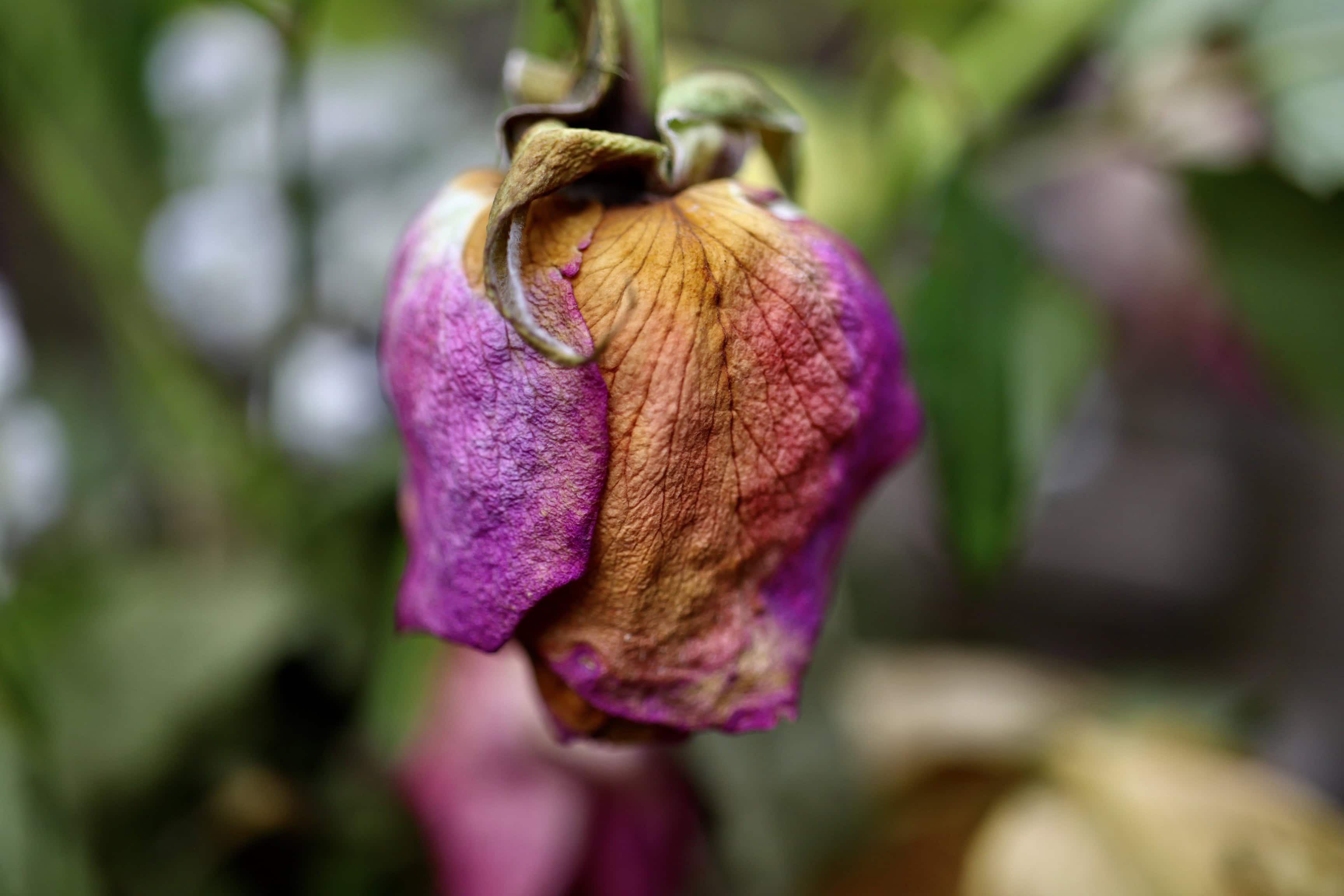 Ageing rose