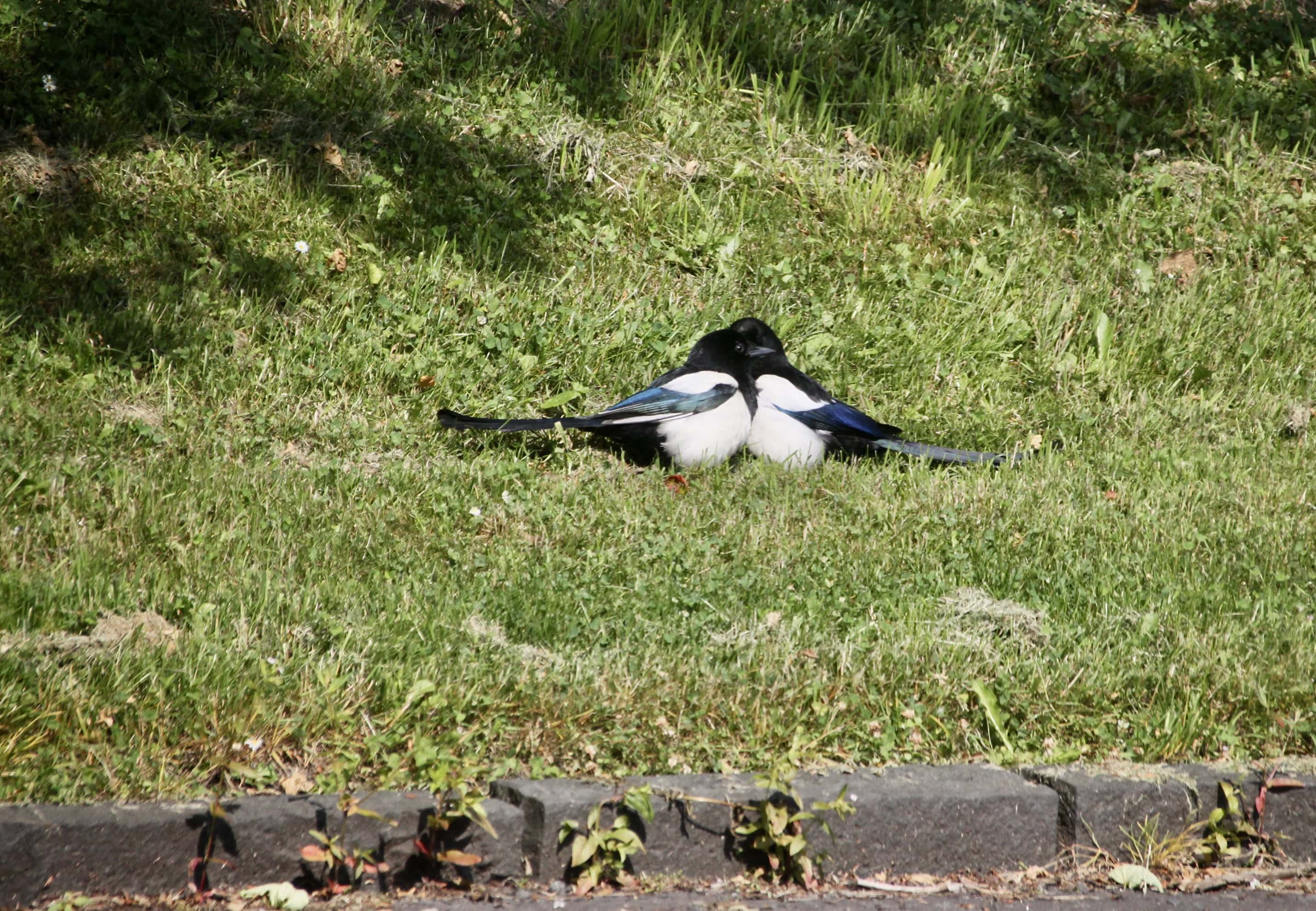 Magpies