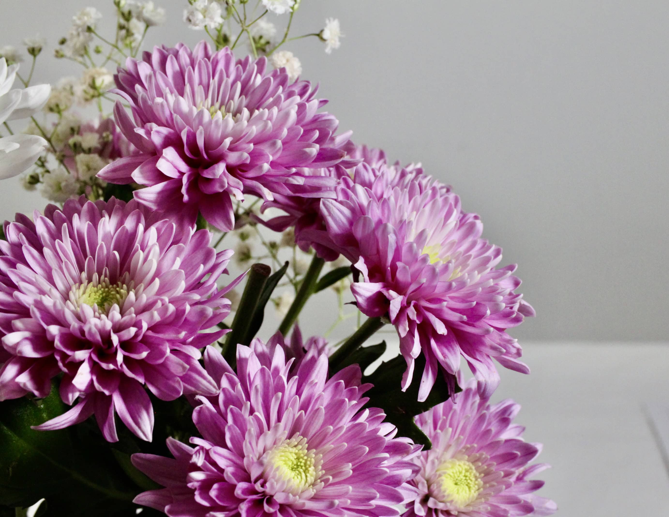 Chrysanths