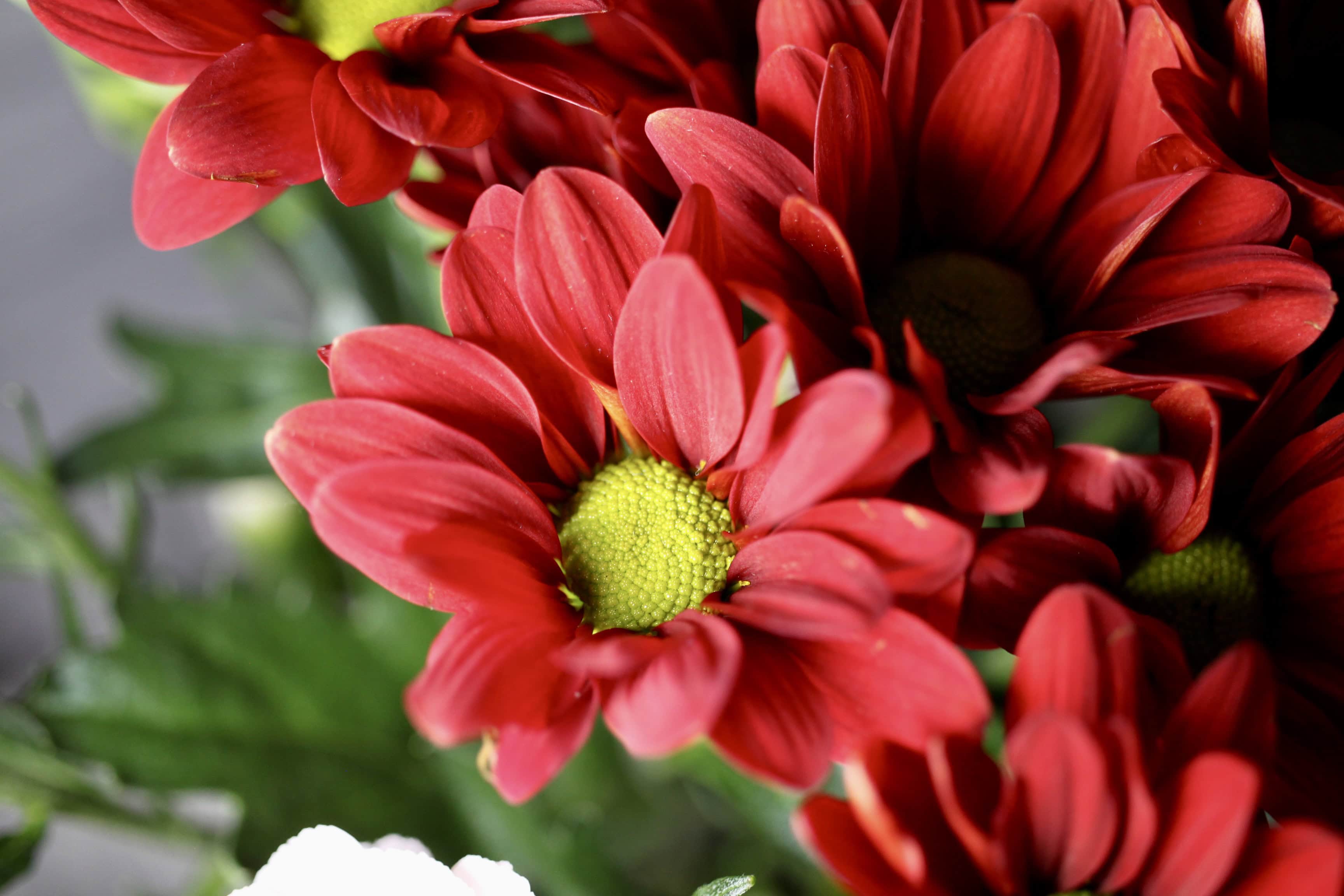 Red chrysanth