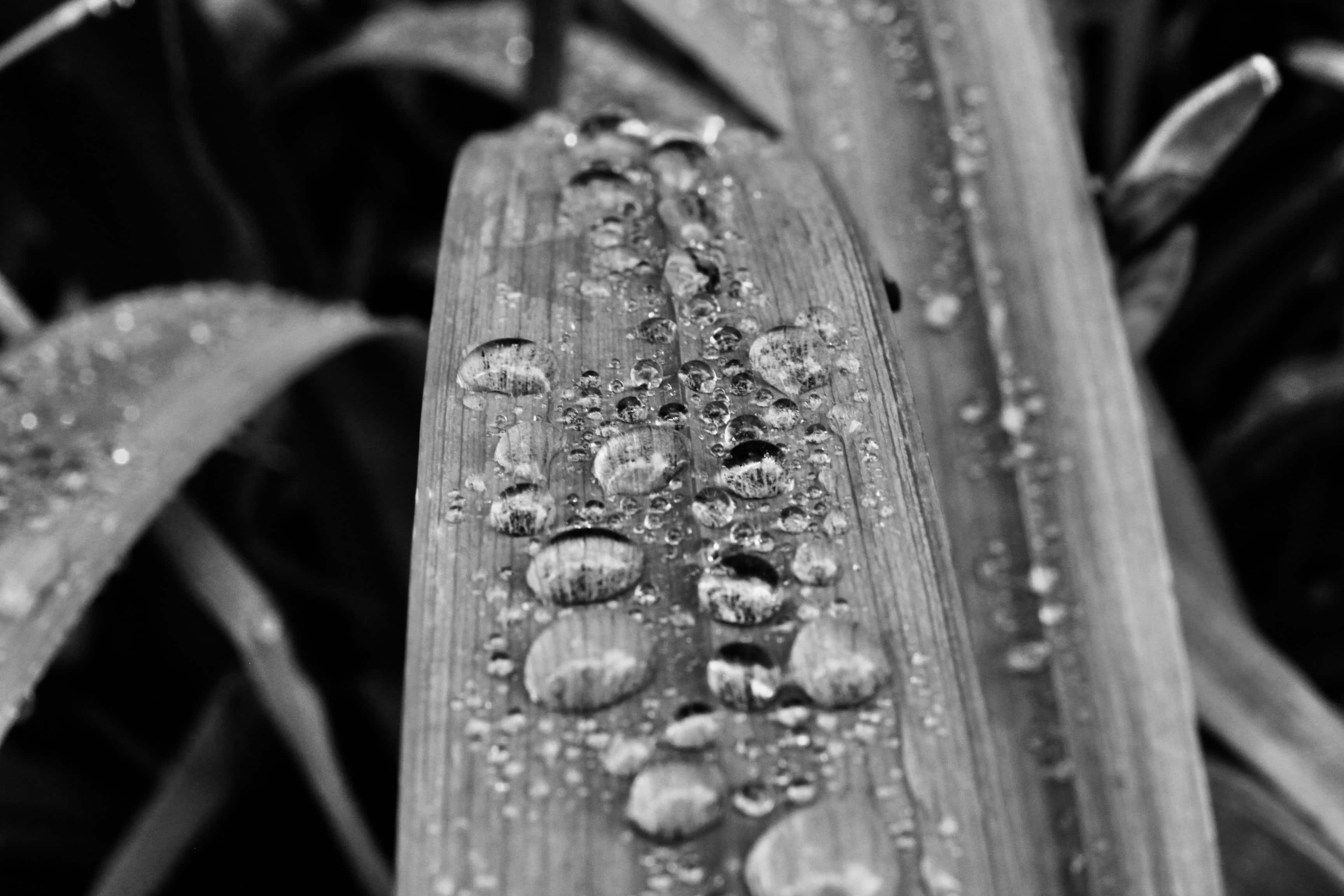 Water droplets