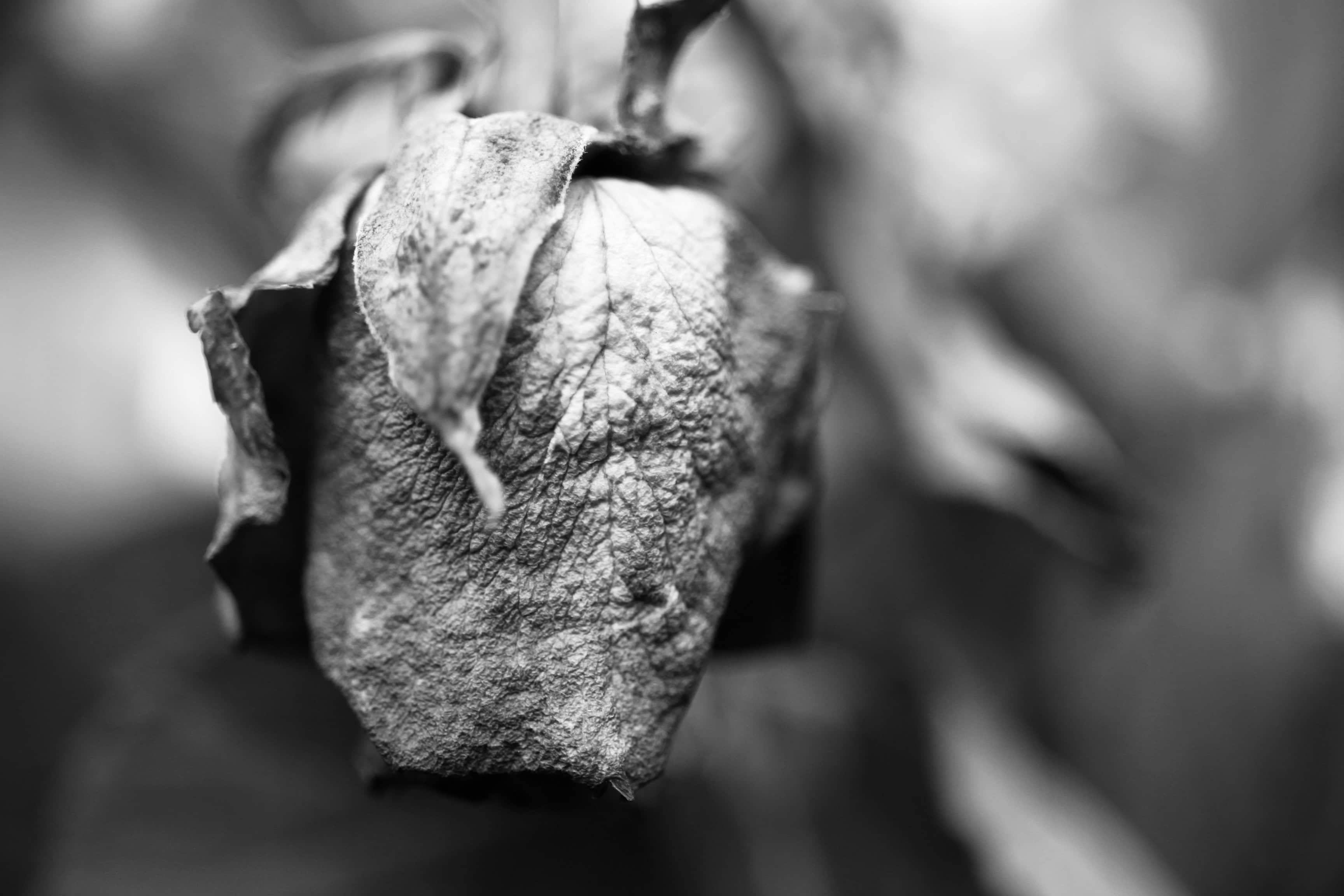 Ageing rose