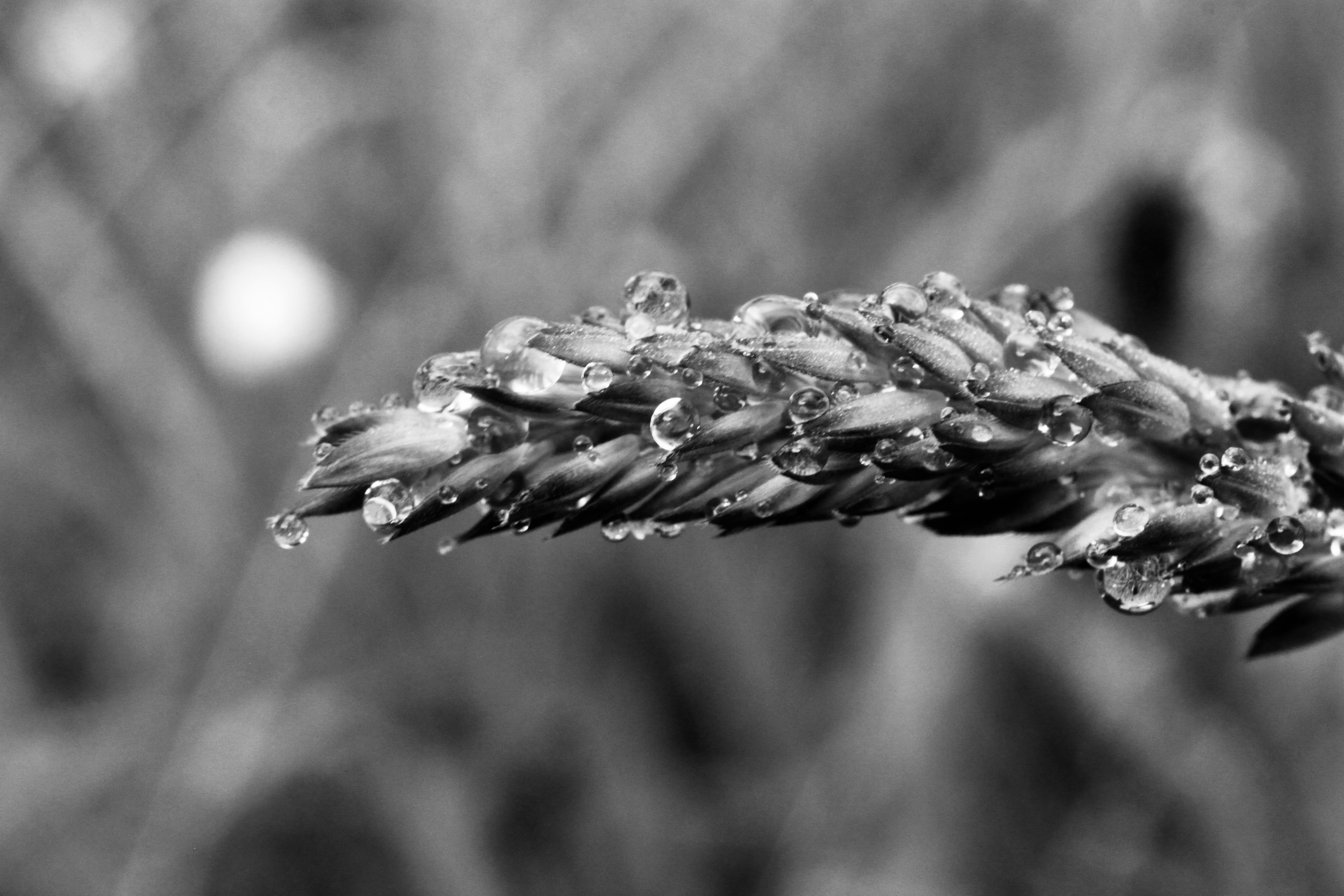 Water droplets on yellow oat grass seeds