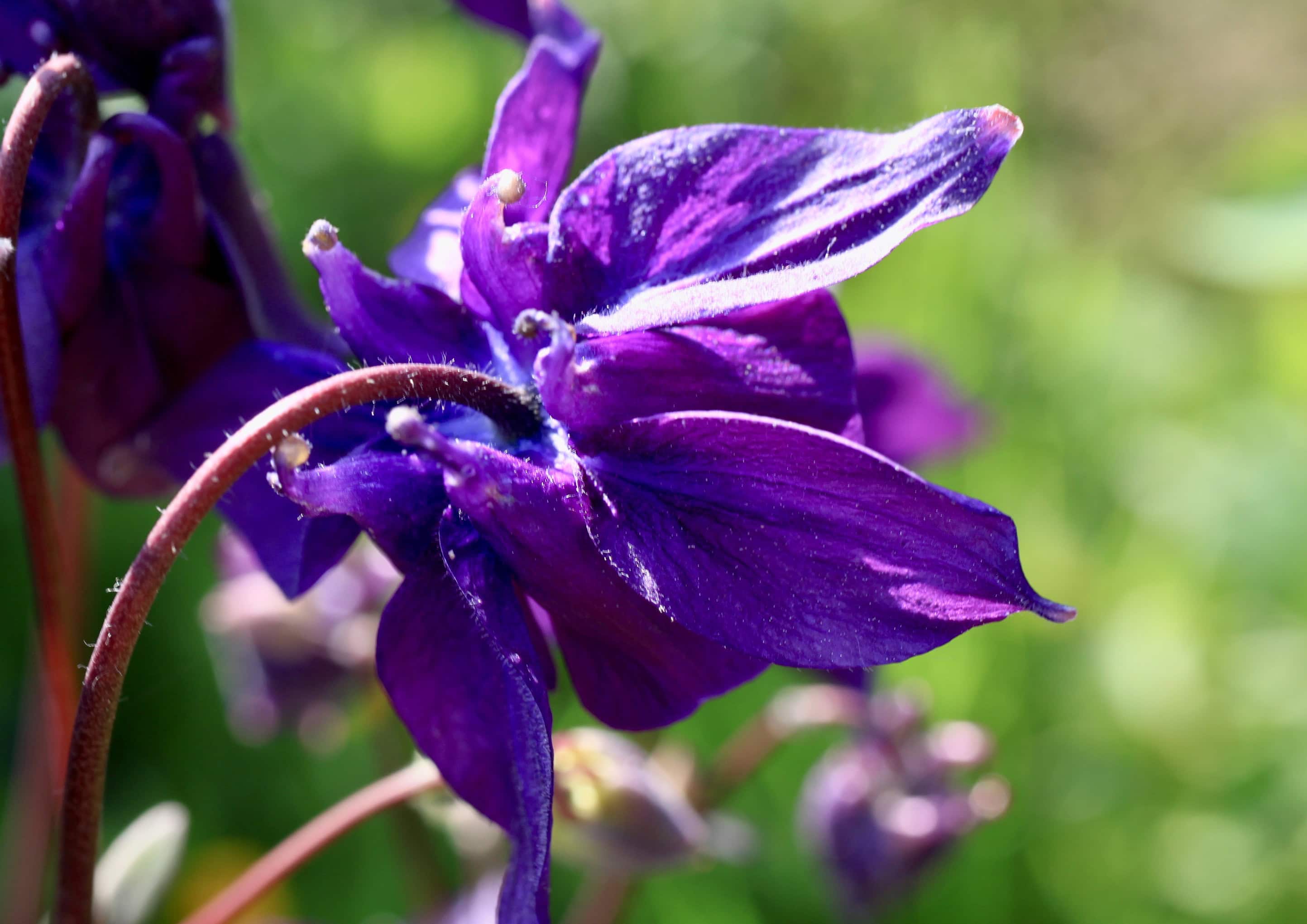 Purple columbine