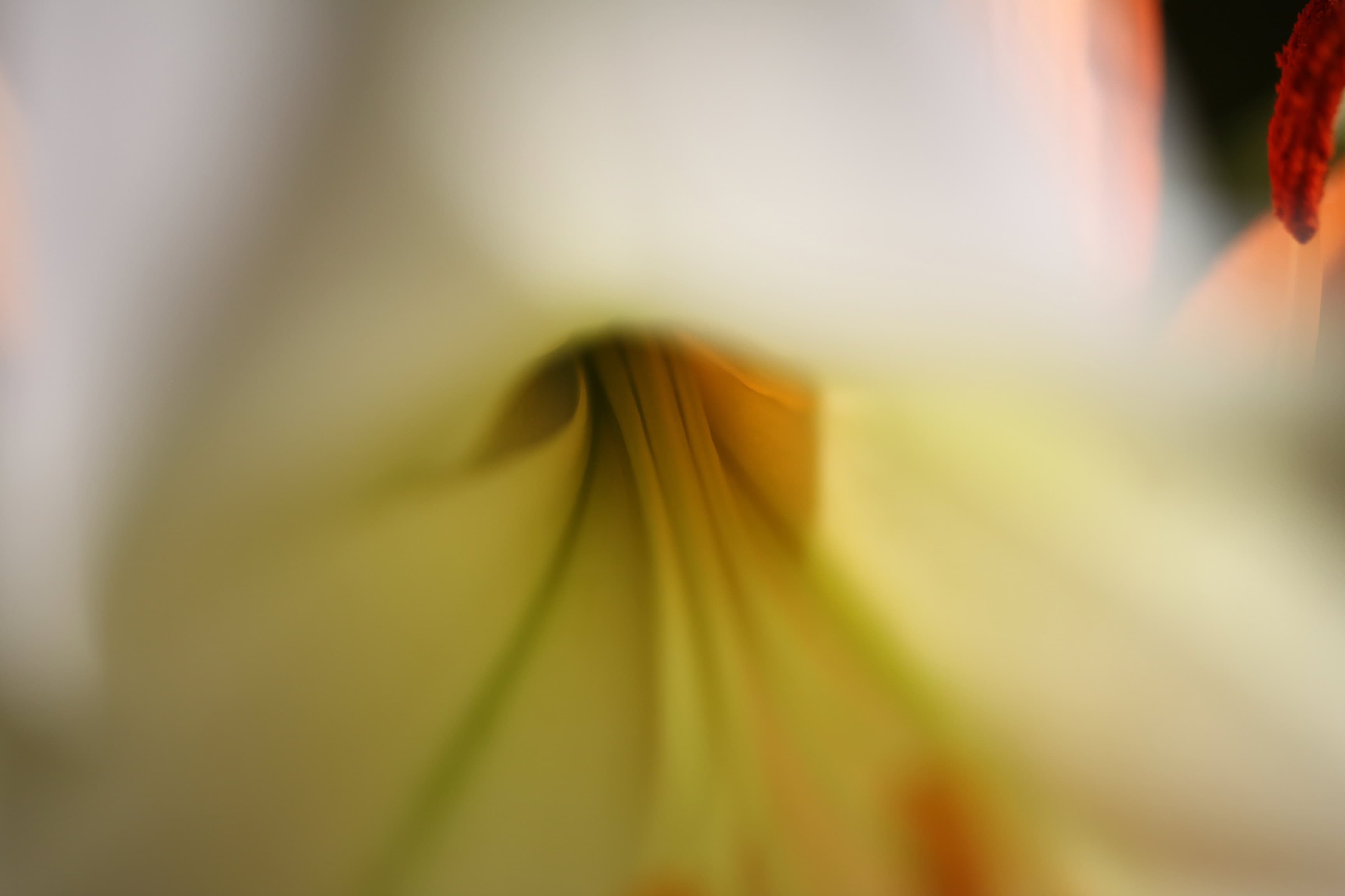 Inside a Lily — Time for Macro