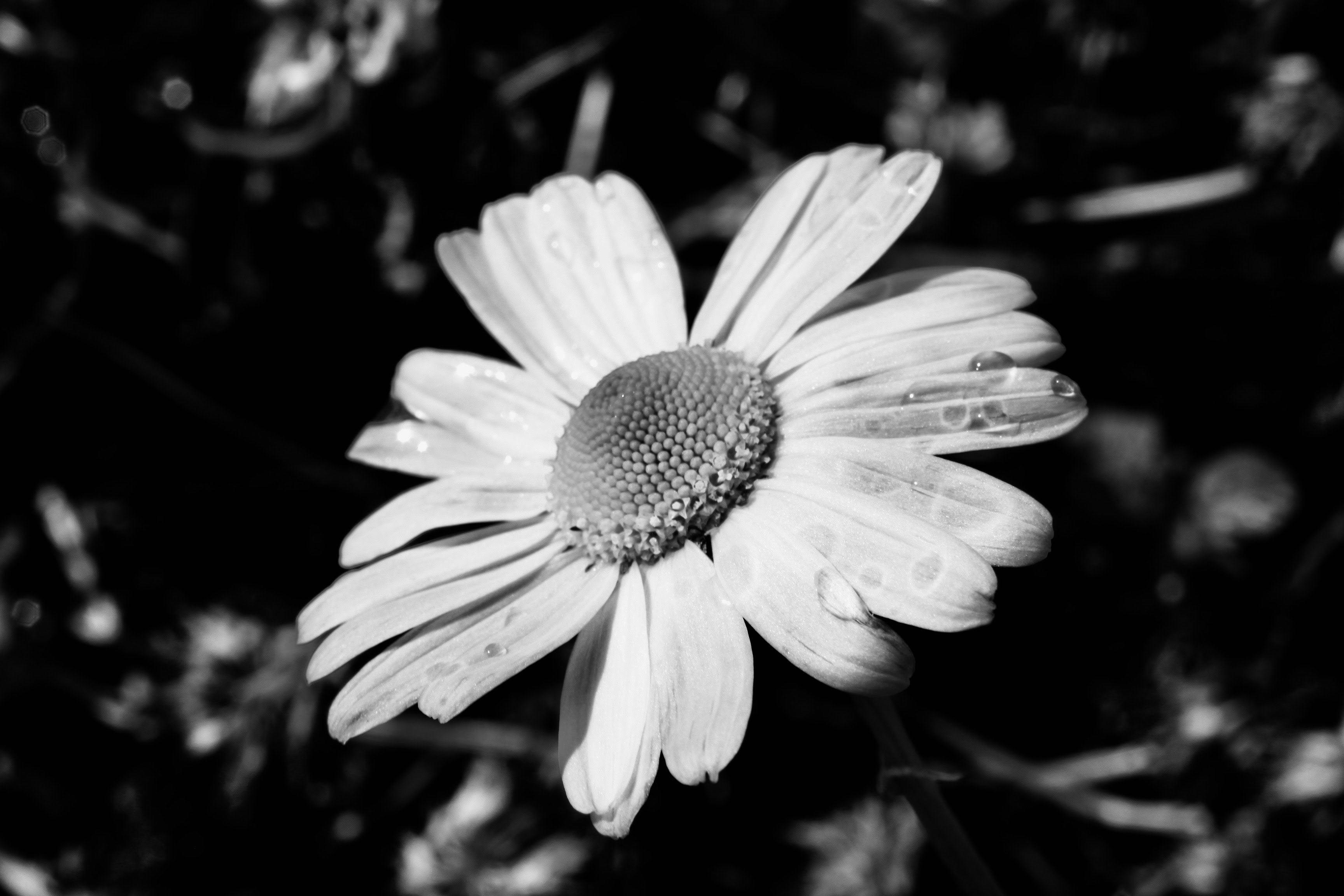 Daisy